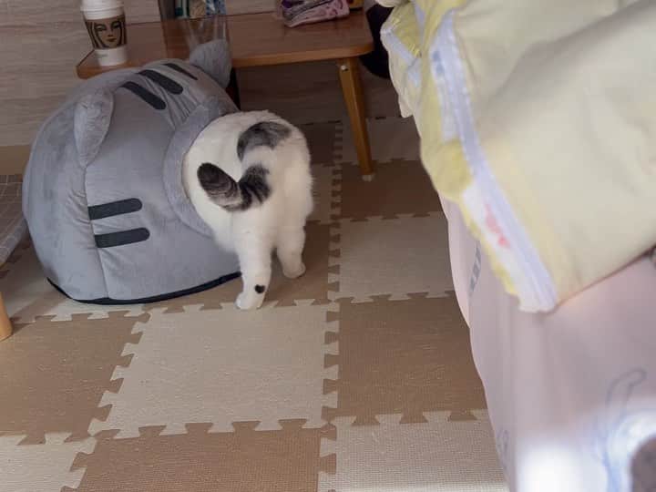 のインスタグラム：「こんにちにゃん😊  #親友 が昨日、ハウスを買ってきてくれました🏠 こたつの取り合いになってしまうからって🤭  #ゆきさく ともにクリアー🆗 親友も喜んでくれてます🥰 自分の選んだものを気に入ってもらえるのって嬉しいもんね☺️  ありがとねー😍  #諭吉と幸来 #猫のいる暮らし」