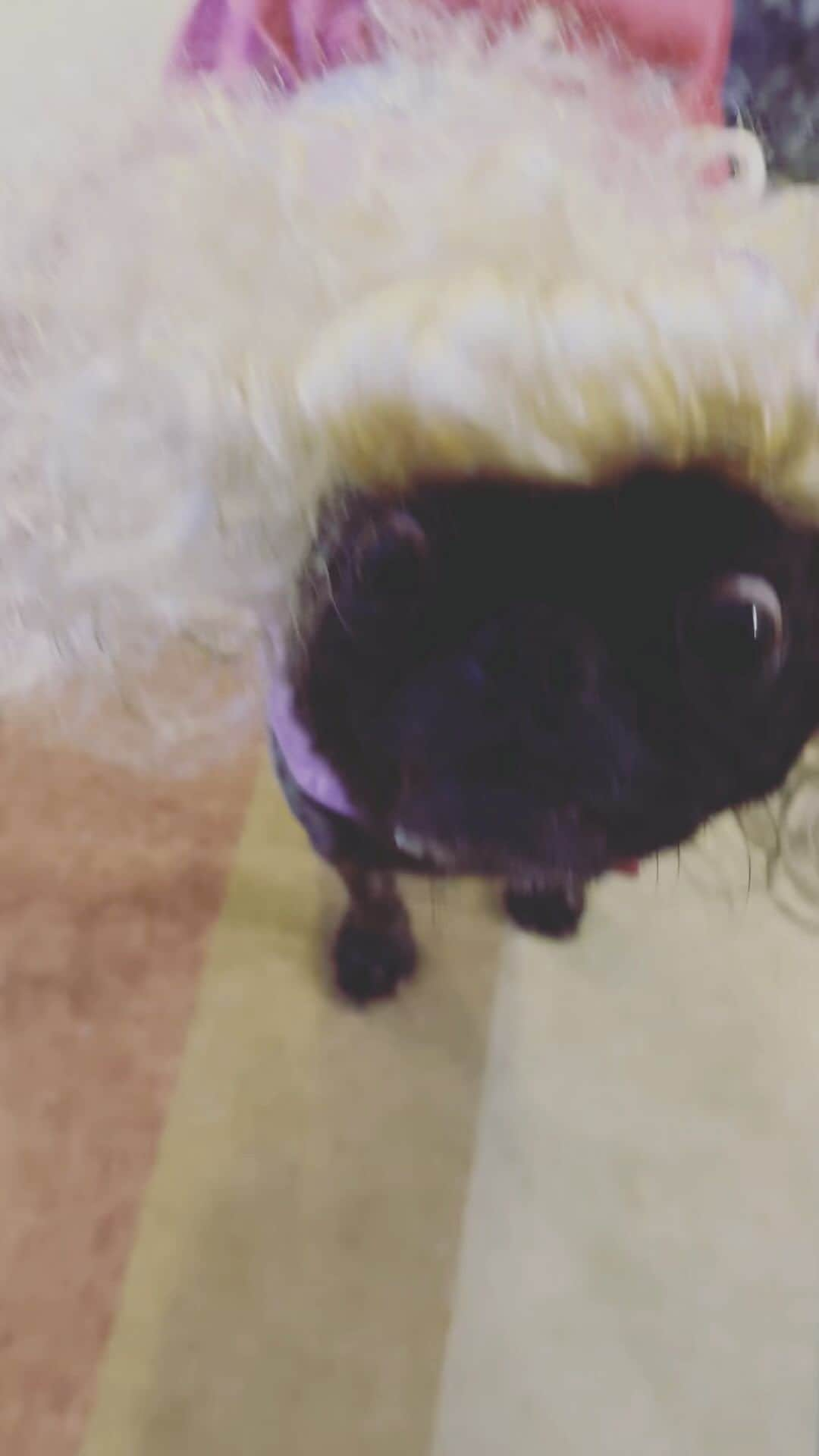 pugsofinstagramのインスタグラム：「Ten days until 🎃! Dolly Parton Pug  here’s our entry for @ilisa.crosby ‘s pet halloween costume contest!  #dollyparton #pugsofinstagram」