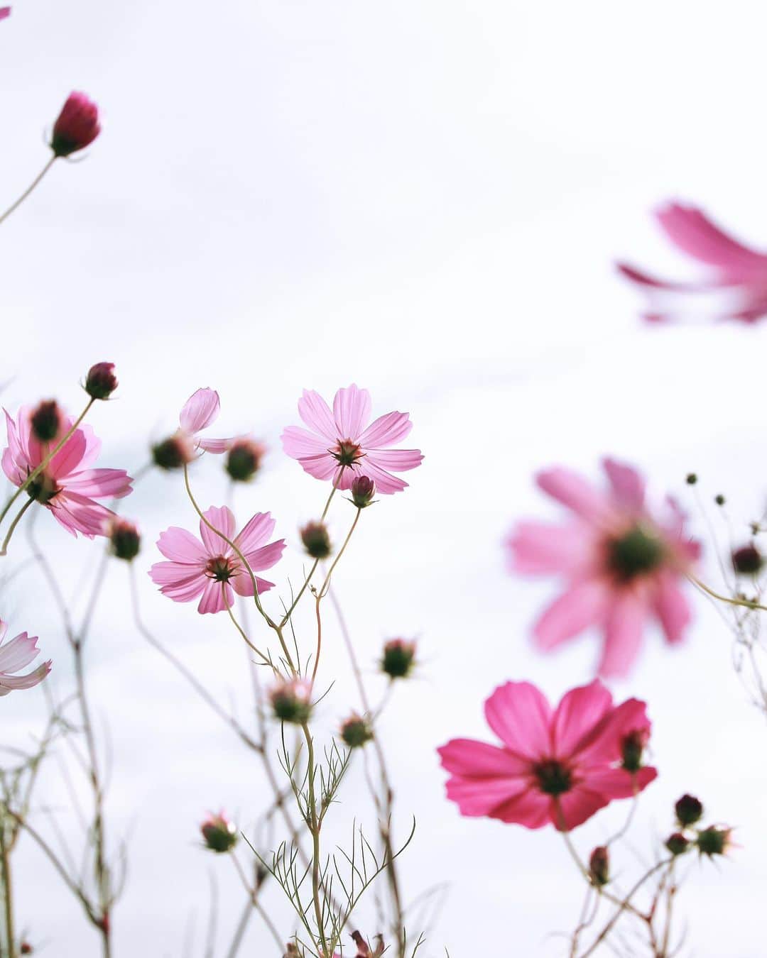 yukaのインスタグラム：「瞬間。 2023.10.19  #ザ花部 #jp_mood #best_photogram #tv_flowers #私の花の写真 #tv_fadingbeauty #best_moment_flower #bus_flowers #花フレンド #flowerstagram #ig_flowers #flowerphotography #ひがしみかわ  #コスモス #Cosmos #秋桜」