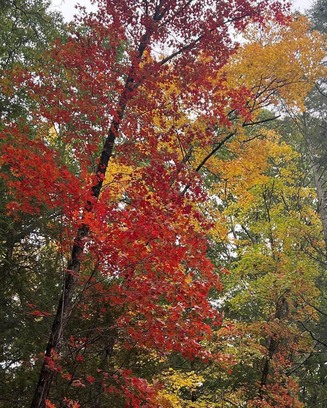 ヒュー・ジャックマンさんのインスタグラム写真 - (ヒュー・ジャックマンInstagram)「Autumn comes …」10月22日 21時22分 - thehughjackman