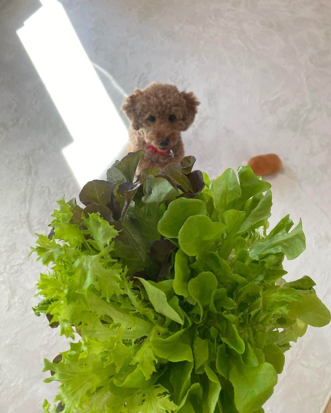 郡司りかのインスタグラム：「つーぴーとレタス🐕🥬  葉っぱが好きすぎて、スーパーで買い物してきた袋のレタスをこっそりかじってた🤦🏻‍♀️  でもその場でかじるのではなく、自分のおうちに持って入ってのんびり食べようとしていたところで私にバレちゃったから、まったく食べられなかったみたい。  なんだか情けない顔をしてて可愛い。笑  #いぬのいる暮らし #秋」