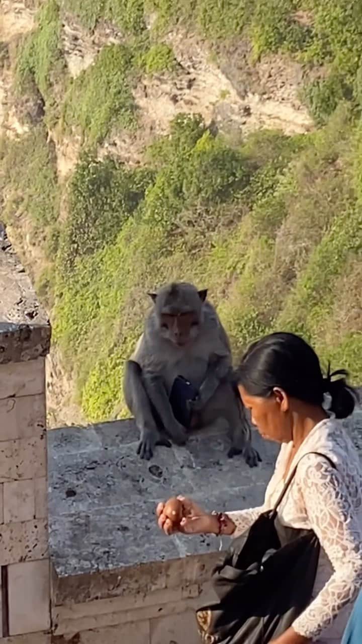 StreetArtGlobeのインスタグラム：「Via @FOODPORN:  The monkeys in Bali have gotten so smart they’ve learnt they can steal people’s iPhones and negotiate for their return in exchange for food 😳🐒」