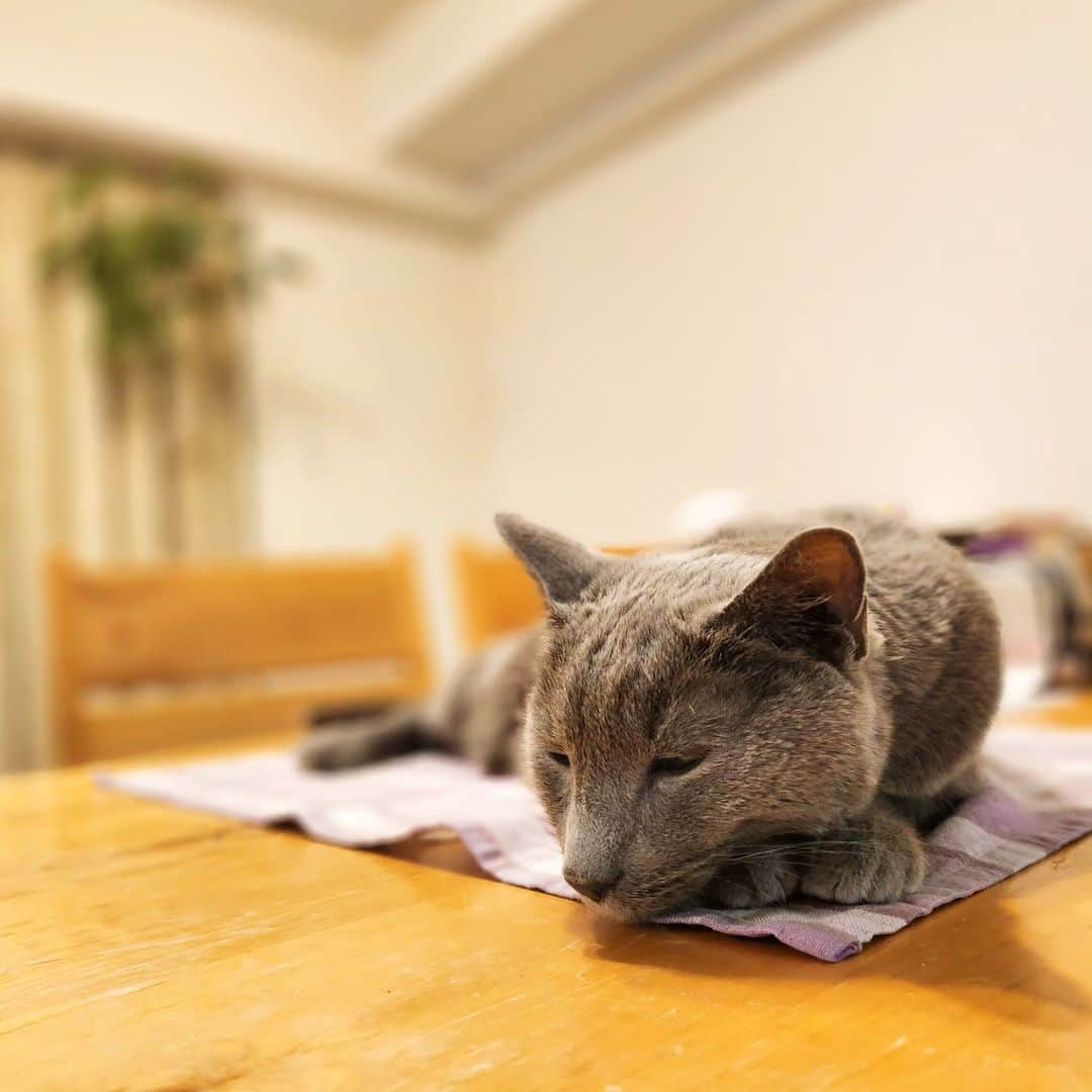 Hari?さんのインスタグラム写真 - (Hari?Instagram)「本日の猫ズ🐱🐱  #kotetsu #azumi #シニア猫 #よく寝るのよ✨  #cat #russianblue #猫 #ねこ #ロシアンブルー #chat  #gato #greycat #catsofinstagram」10月22日 21時46分 - koteazu2