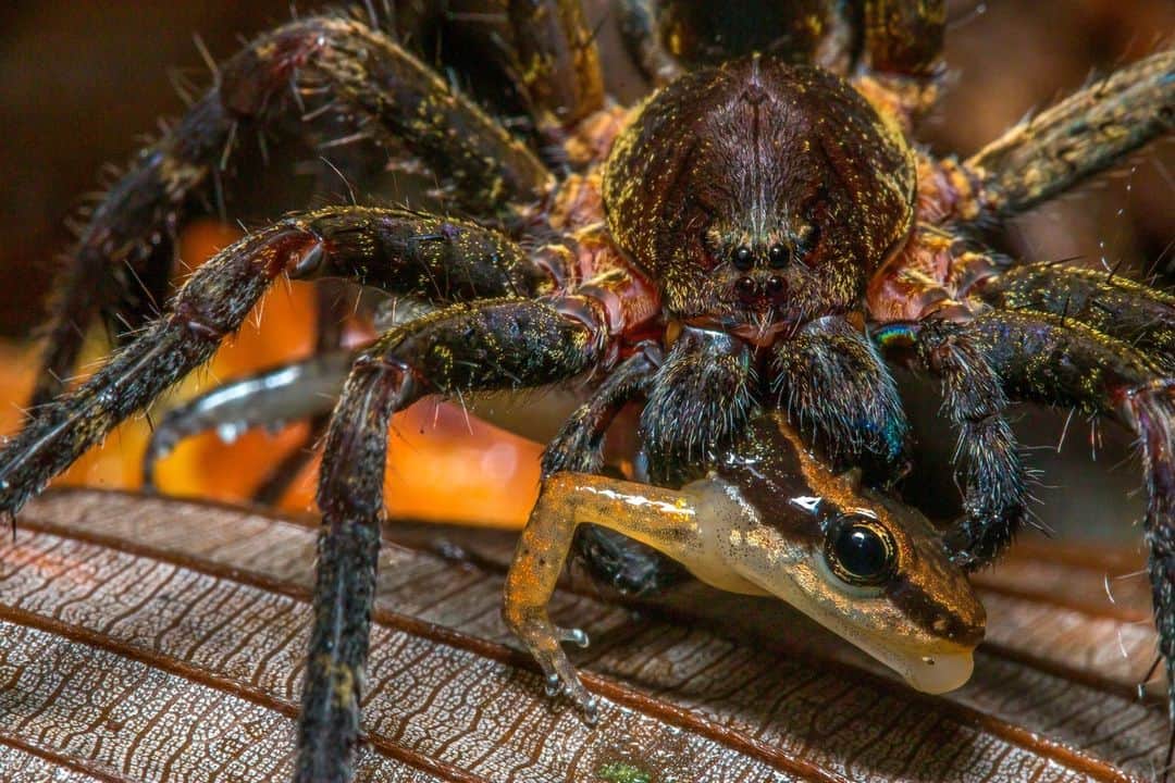 ナショナルジオグラフィックのインスタグラム：「Photo by @javier_aznar_photography | Portrait of a wandering spider (of the Ctenidae family) feeding on a frog in Ecuador's Yasuni National Park. Learn about these mesmerizing animals in the March issue of the magazine or at the link in bio. Follow @javier_aznar_photography for more spiders and other small creatures.」