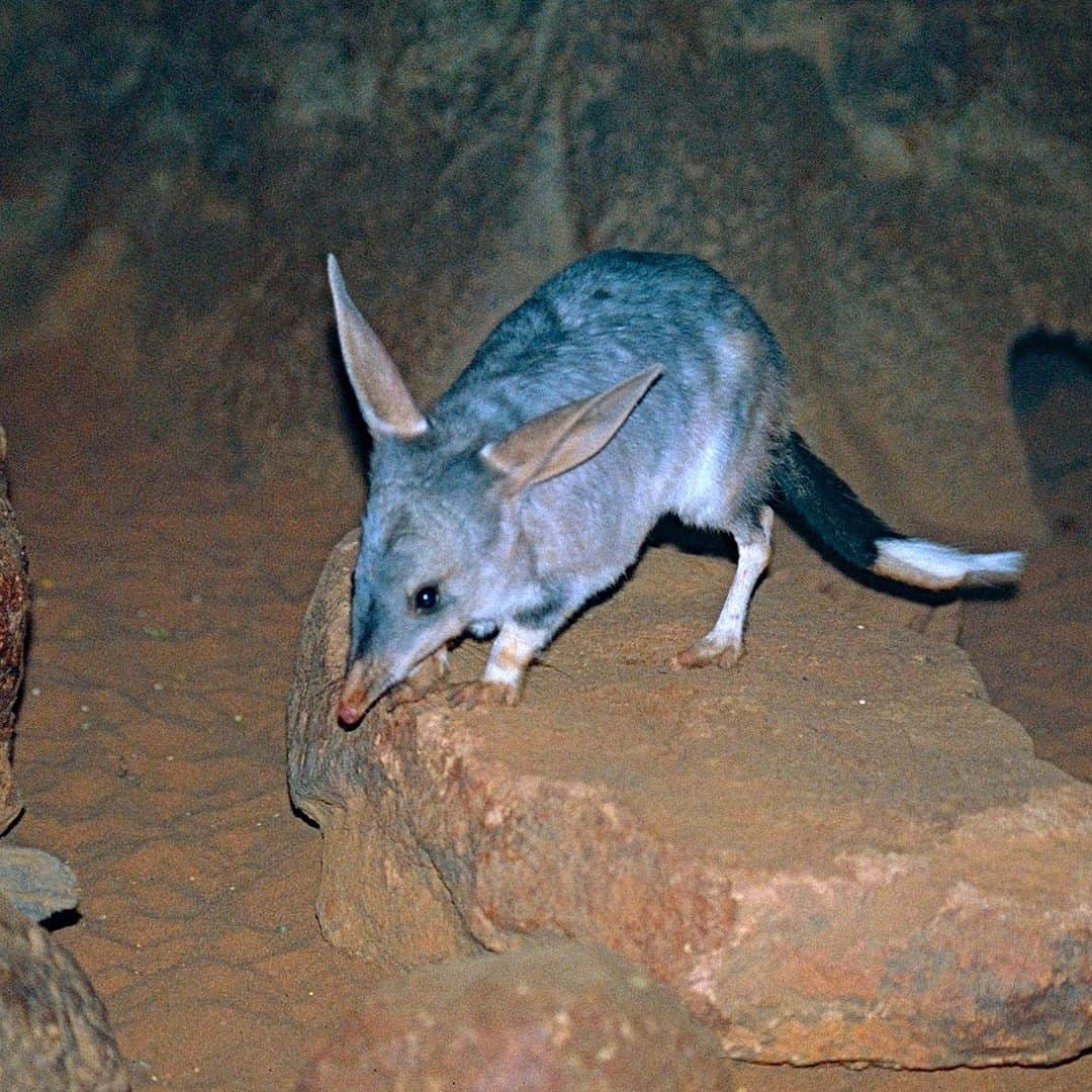 アメリカ自然史博物館さんのインスタグラム写真 - (アメリカ自然史博物館Instagram)「As a nocturnal marsupial, the greater bilby (Macrotis lagotis) spends most of its day hanging out in deep underground burrows, some of which can reach as far as 10 ft (3 m) below the surface. It’s an expert digger equipped with strong, clawed forelimbs. Females have backward-facing pouches, which prevent soil from getting inside while they dig. This critter’s enormous ears help it hear termites and other prey underground.  Photo: Bernard DUPONT, CC BY-SA 2.0, flickr #nature #amazingnature #wildlife #biodiversity #didyouknow #animalfacts」10月22日 22時02分 - amnh