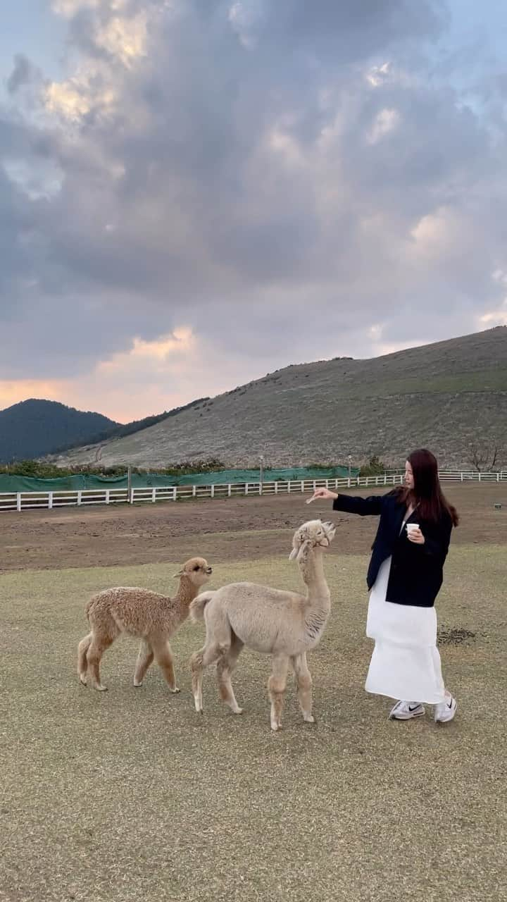 李到華のインスタグラム：「Jeju in Aumtumn  🏷️새별오름 & 새별 프렌즈  제주 제주시 애월읍 평화로 1529  세상에서 가장 귀여운 양인  스위스 블랙노즈 양과 수리 알파카들 즐겁게 산책하기 🐑🦙🏃‍♀️  내 키만한 알파카가 먹이달라고 다가와서 너무 놀랐당   금새 친해지고 나중엔 쫄쫄 따라다니는 겸둥이들  꽃사슴,염소 보기 어려운 동물 들이랑 잔뜩 놀고오기!! 🎶 . . .  #제주여행 #제주서쪽갈곳 #새별오름 #새별프렌즈 #알파카산책 #블랙노즈양 #동물먹이주기체험 #제주도새별오름」