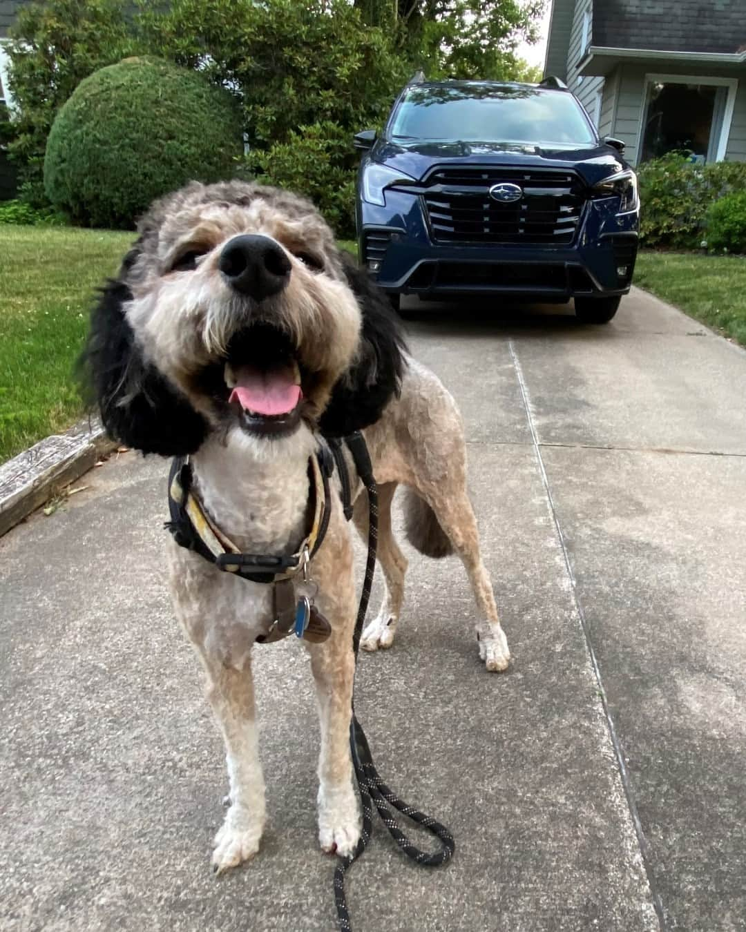 Subaru of Americaさんのインスタグラム写真 - (Subaru of AmericaInstagram)「Today we're celebrating National #MakeADogsDay! Peep our story for how you can be featured by doing something special for your pup 👀🐾🧡.  #SubaruLovesPets   (📸: @doodle_sisters_soka_and_blue)」10月22日 22時19分 - subaru_usa