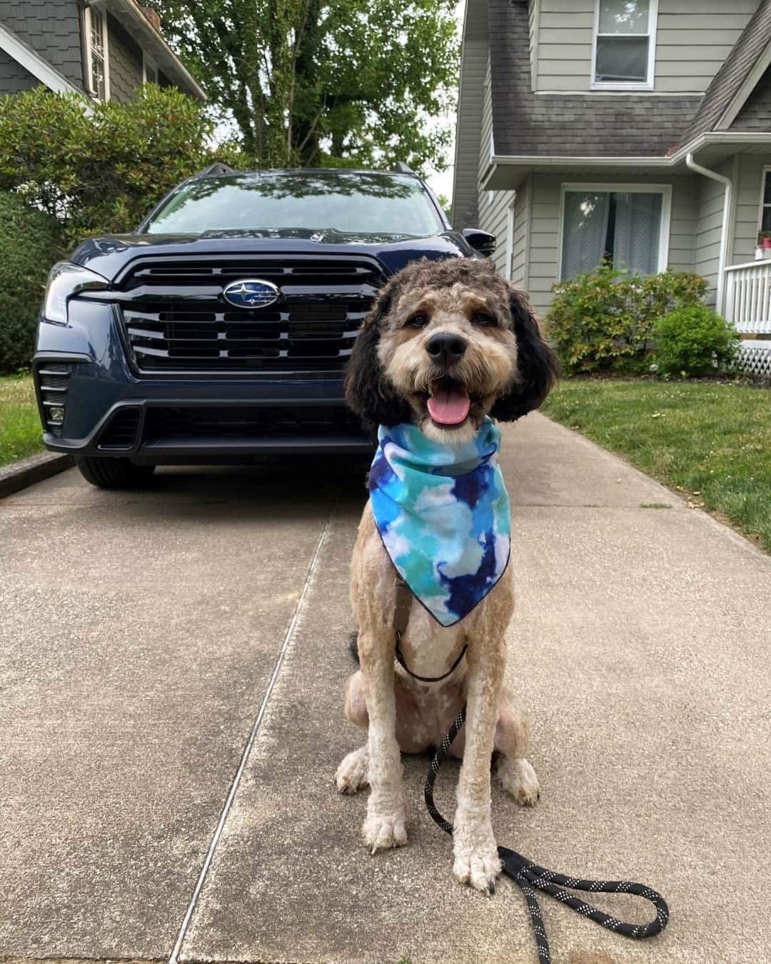 Subaru of Americaさんのインスタグラム写真 - (Subaru of AmericaInstagram)「Today we're celebrating National #MakeADogsDay! Peep our story for how you can be featured by doing something special for your pup 👀🐾🧡.  #SubaruLovesPets   (📸: @doodle_sisters_soka_and_blue)」10月22日 22時19分 - subaru_usa