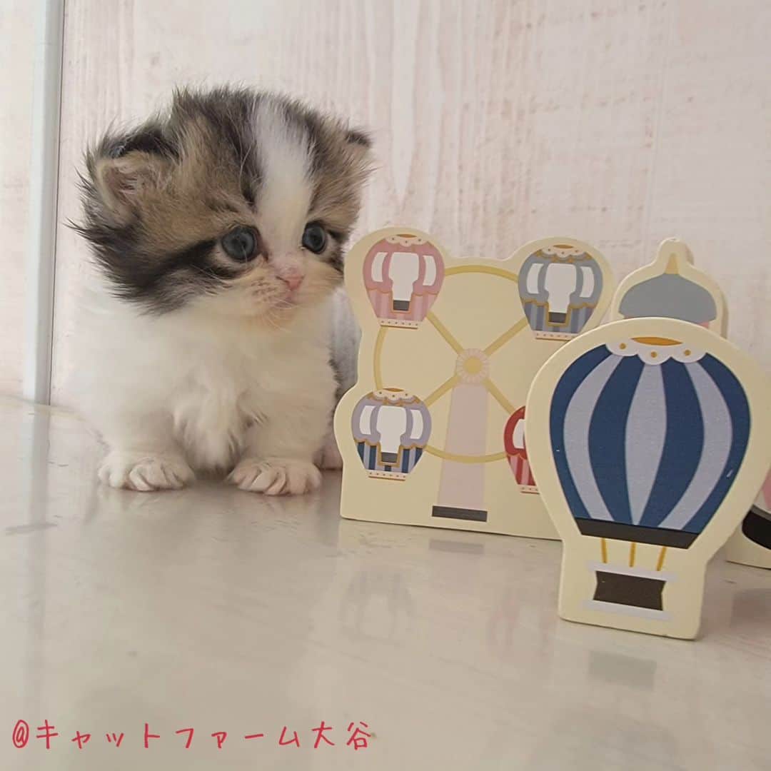 マンチカン(munchkin)キャットファーム大谷のインスタグラム：「ご紹介中のかわいいミヌエット短足ちゃん❤️  ﾟ+*:;;:*　*:;;:*+ﾟ　ﾟ+*:;;:*　*:;;:*+ﾟ  お店は、月・木曜日が定休日です。 現在、完全予約制になっておりますので ご来店される際はお店へお電話かメールにてご連絡くださいませ🙇‍♀️  お待ちしております🎵  ﾟ+*:;;:*　*:;;:*+ﾟ　ﾟ+*:;;:*　*:;;:*+ﾟ #キャットファーム大谷#まんちかん#マンチカン#サイベリアン#ネコ#こねこ#にゃんこ#猫ちゃん#ねこ部#ニャンスタグラム#猫#ねこ#子猫#モフモフ#モフモフねこ#ミヌエット#短足#ねこすたぐらむ#愛猫#かわいい#ふわもこ部#猫のいる暮らし#マンチカンブリーダー#ミヌエットブリーダー#cat#catsgram #catsofinstagram#instacat#picneko  https://www.wannyanoukoku.com/cat/34469/https://www.wannyanoukoku.com/cat/34469/」