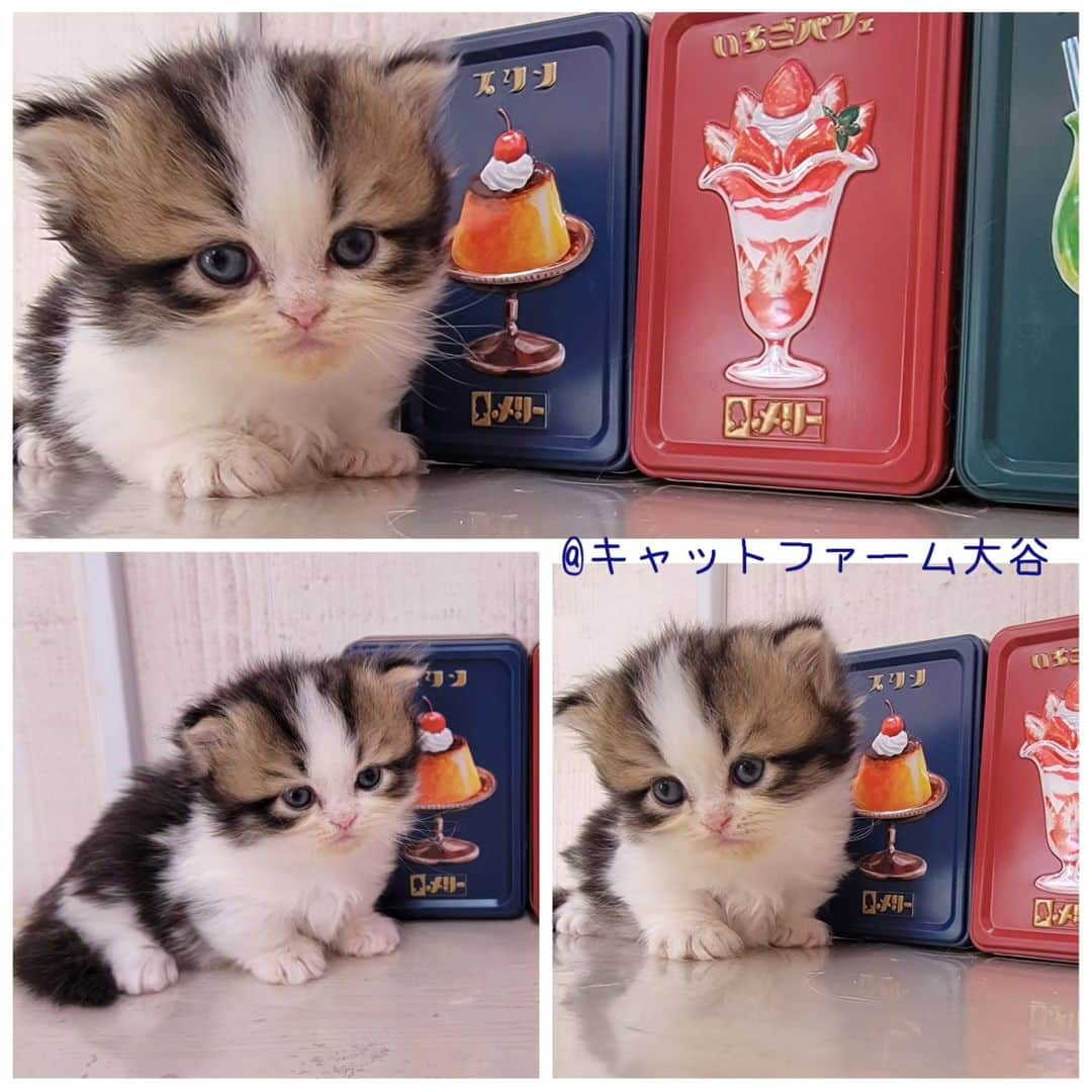 マンチカン(munchkin)キャットファーム大谷さんのインスタグラム写真 - (マンチカン(munchkin)キャットファーム大谷Instagram)「ご紹介中のかわいいミヌエット短足ちゃん❤️  ﾟ+*:;;:*　*:;;:*+ﾟ　ﾟ+*:;;:*　*:;;:*+ﾟ  お店は、月・木曜日が定休日です。 現在、完全予約制になっておりますので ご来店される際はお店へお電話かメールにてご連絡くださいませ🙇‍♀️  お待ちしております🎵  ﾟ+*:;;:*　*:;;:*+ﾟ　ﾟ+*:;;:*　*:;;:*+ﾟ #キャットファーム大谷#まんちかん#マンチカン#サイベリアン#ネコ#こねこ#にゃんこ#猫ちゃん#ねこ部#ニャンスタグラム#猫#ねこ#子猫#モフモフ#モフモフねこ#ミヌエット#短足#ねこすたぐらむ#愛猫#かわいい#ふわもこ部#猫のいる暮らし#マンチカンブリーダー#ミヌエットブリーダー#cat#catsgram #catsofinstagram#instacat#picneko  https://www.wannyanoukoku.com/cat/34469/https://www.wannyanoukoku.com/cat/34469/」10月22日 14時24分 - roytar222