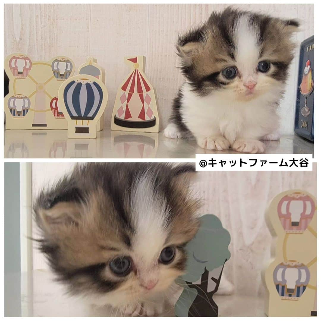 マンチカン(munchkin)キャットファーム大谷さんのインスタグラム写真 - (マンチカン(munchkin)キャットファーム大谷Instagram)「ご紹介中のかわいいミヌエット短足ちゃん❤️  ﾟ+*:;;:*　*:;;:*+ﾟ　ﾟ+*:;;:*　*:;;:*+ﾟ  お店は、月・木曜日が定休日です。 現在、完全予約制になっておりますので ご来店される際はお店へお電話かメールにてご連絡くださいませ🙇‍♀️  お待ちしております🎵  ﾟ+*:;;:*　*:;;:*+ﾟ　ﾟ+*:;;:*　*:;;:*+ﾟ #キャットファーム大谷#まんちかん#マンチカン#サイベリアン#ネコ#こねこ#にゃんこ#猫ちゃん#ねこ部#ニャンスタグラム#猫#ねこ#子猫#モフモフ#モフモフねこ#ミヌエット#短足#ねこすたぐらむ#愛猫#かわいい#ふわもこ部#猫のいる暮らし#マンチカンブリーダー#ミヌエットブリーダー#cat#catsgram #catsofinstagram#instacat#picneko  https://www.wannyanoukoku.com/cat/34469/https://www.wannyanoukoku.com/cat/34469/」10月22日 14時24分 - roytar222