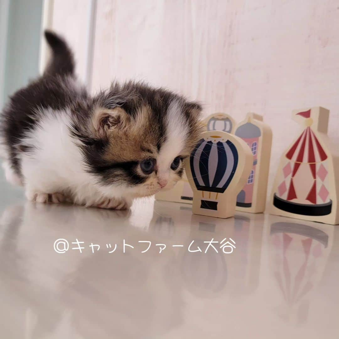 マンチカン(munchkin)キャットファーム大谷さんのインスタグラム写真 - (マンチカン(munchkin)キャットファーム大谷Instagram)「ご紹介中のかわいいミヌエット短足ちゃん❤️  ﾟ+*:;;:*　*:;;:*+ﾟ　ﾟ+*:;;:*　*:;;:*+ﾟ  お店は、月・木曜日が定休日です。 現在、完全予約制になっておりますので ご来店される際はお店へお電話かメールにてご連絡くださいませ🙇‍♀️  お待ちしております🎵  ﾟ+*:;;:*　*:;;:*+ﾟ　ﾟ+*:;;:*　*:;;:*+ﾟ #キャットファーム大谷#まんちかん#マンチカン#サイベリアン#ネコ#こねこ#にゃんこ#猫ちゃん#ねこ部#ニャンスタグラム#猫#ねこ#子猫#モフモフ#モフモフねこ#ミヌエット#短足#ねこすたぐらむ#愛猫#かわいい#ふわもこ部#猫のいる暮らし#マンチカンブリーダー#ミヌエットブリーダー#cat#catsgram #catsofinstagram#instacat#picneko  https://www.wannyanoukoku.com/cat/34469/https://www.wannyanoukoku.com/cat/34469/」10月22日 14時24分 - roytar222