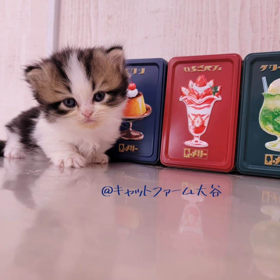 マンチカン(munchkin)キャットファーム大谷さんのインスタグラム写真 - (マンチカン(munchkin)キャットファーム大谷Instagram)「ご紹介中のかわいいミヌエット短足ちゃん❤️  ﾟ+*:;;:*　*:;;:*+ﾟ　ﾟ+*:;;:*　*:;;:*+ﾟ  お店は、月・木曜日が定休日です。 現在、完全予約制になっておりますので ご来店される際はお店へお電話かメールにてご連絡くださいませ🙇‍♀️  お待ちしております🎵  ﾟ+*:;;:*　*:;;:*+ﾟ　ﾟ+*:;;:*　*:;;:*+ﾟ #キャットファーム大谷#まんちかん#マンチカン#サイベリアン#ネコ#こねこ#にゃんこ#猫ちゃん#ねこ部#ニャンスタグラム#猫#ねこ#子猫#モフモフ#モフモフねこ#ミヌエット#短足#ねこすたぐらむ#愛猫#かわいい#ふわもこ部#猫のいる暮らし#マンチカンブリーダー#ミヌエットブリーダー#cat#catsgram #catsofinstagram#instacat#picneko  https://www.wannyanoukoku.com/cat/34469/https://www.wannyanoukoku.com/cat/34469/」10月22日 14時24分 - roytar222