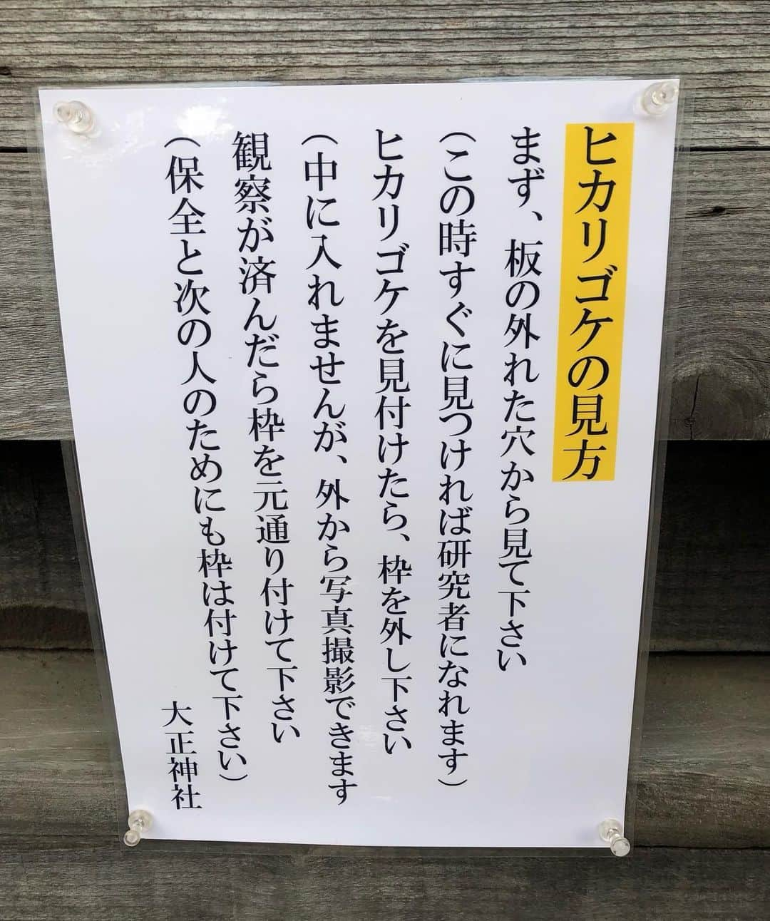 今西由記（ゆきぴ）のインスタグラム：「💡🦠笑  ヒカリゴケ、秒で見つけれた🔍👀✨  研究者なれる‎|•'-'•)و🧪🦠✨  1科1属1種の原始的かつ貴重なコケらしい💭  洞窟のような暗所では、わずかな光をよく反射するから光ってるように見えるらしい💡✨  #大正神社 #ヒカリゴケ 別名 #ゴブリンゴールド #花言葉はいつも快活 #北海道旅行  #帯広観光」