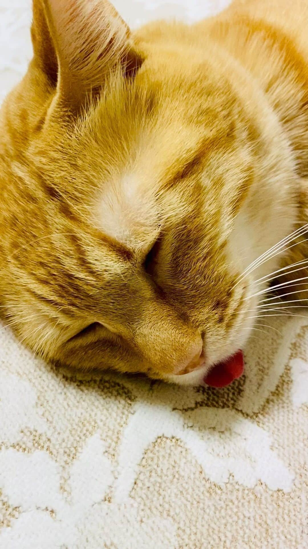 Kazumi-Gakumamaのインスタグラム：「お昼寝タイム➰🐈💤 *  どんな可愛い顔でお昼寝しているか、覗きに行ったらビックリ仰天🫣💦 *  凄すぎる~😹 *  ものには限度があるｮ~🙀 夢に出て来そう🫠 ハロウィンには少し早くない？🎃 *  大胆すぎる寅次朗でした👅 🐾----*----*----*----🐾  Torajiro is taking a nap by himself🐈💤 * When I went to take a look at what kind of cute face he was taking a nap with, I was shocked 🫣💦 * Too amazing😹 * There are limits to things 🙀 It’s scary because it feels like it’s going to come out in my dreams 🫠  Isn't it a little early for Halloween?🎃 * Torajiro was too bold👅 🐾----*----*----*----🐾 #猫 #ねこ #cat #寅次朗 #茶トラ #まるどら #gingercat #ふわもこ部  #pecotv #pecoねこ部 #ニャンフルエンサー  #hermoso #Instagram #weeklyfluff #大胆 #かなり大胆 #仕舞い忘れ  #ブサ可愛い #間抜け面  #リラックス #relax  #今日のお昼寝  #少し早いハロウィン #化け猫 #20231022」