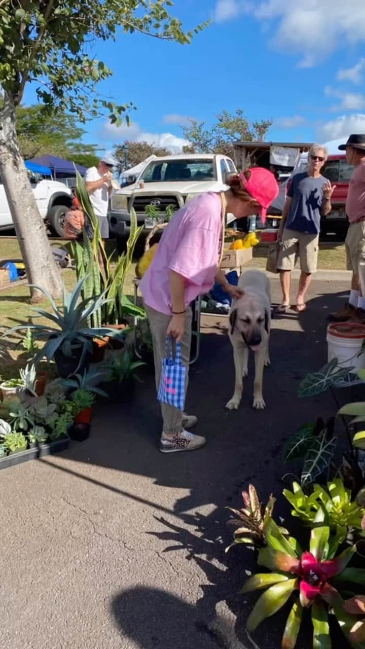 工藤まやのインスタグラム：「Maui No Ka ‘Oi🩷  気持ちのいい土曜日の朝。ジュリーさん、愛さんと一緒に向かったのは素敵なジュエリーを作るマリさんのおすすめの場所でもあるアップカントリーファーマーズマーケット。  マウイを愛し暮らす人、マウイが大好きで訪れる人でいっぱい。誰もがお気に入りの店で談話し好きなものを手に取り買って楽しむマーケットの姿、良かったなあ。その中には日本の人も出店していたりと親近感も感じられて嬉しい。 Maui No Ka ‘Oiとはマウイって最高だよね！と、この島に住む人々が口々に言うスピリット溢れる言葉。うろうろと見てまわりながらうんうん本当そうだよね、と感じ、朝の気持ち良さが沁みた。 サポートマウイトートも同行🩷マウイにはやっぱり笑顔が似合う。  #mauinokaoi #mauistrong #hawaii #maui #upcountryfarmersmarket」