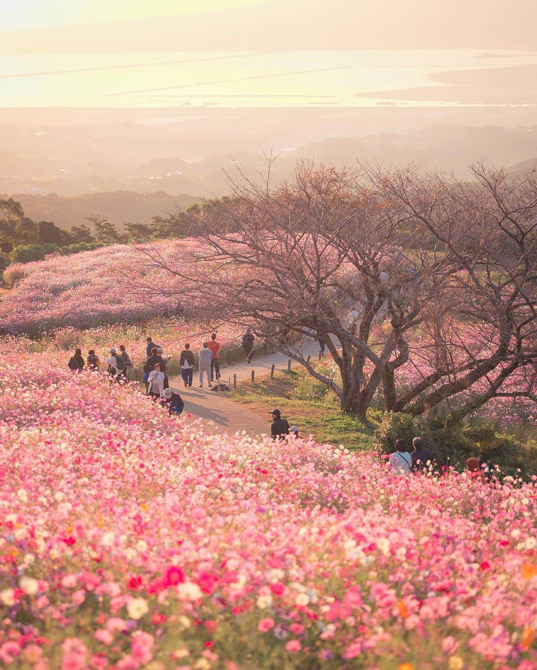 旅行メディア・じゃらん〈公式〉さんのインスタグラム写真 - (旅行メディア・じゃらん〈公式〉Instagram)「#白木峰高原 諫早平野や雲仙普賢岳、有明海などを一望できる白木峰高原。秋には約20万本のコスモスが咲き乱れます。見頃は10月上旬～下旬。 . . ━━━━━━━━━━━━━━━ 📍 長崎県「白木峰高原」 📷 @misappe_ringo ━━━━━━━━━━━━━━━ . . #jalan_travel　をつけていただいた中からpick upしました 素敵なお写真をありがとうございました┈✈︎  .  . ☑ あらかじめ最新情報をご確認の上、お出かけください。 ☑ #jalan_travel をつけて、ぜひ今までの旅行先の思い出写真を投稿してください。このアカウントでご紹介させていただきます。(じゃらんニュースでも紹介される可能性があります） . . . . . . #いつか行きたい #じゃらん #観光 #観光地 #観光スポット #旅行 #旅行好きな人と繋がりたい #旅行好き  #japantravelphoto #japantrip #japantravel #国内旅行 #絶景 #絶景スポット #誰かに見せたい景色 #誰かに見せたい風景 #長崎 #長崎観光 #長崎旅行 #nagasaki」10月22日 17時00分 - jalan_net