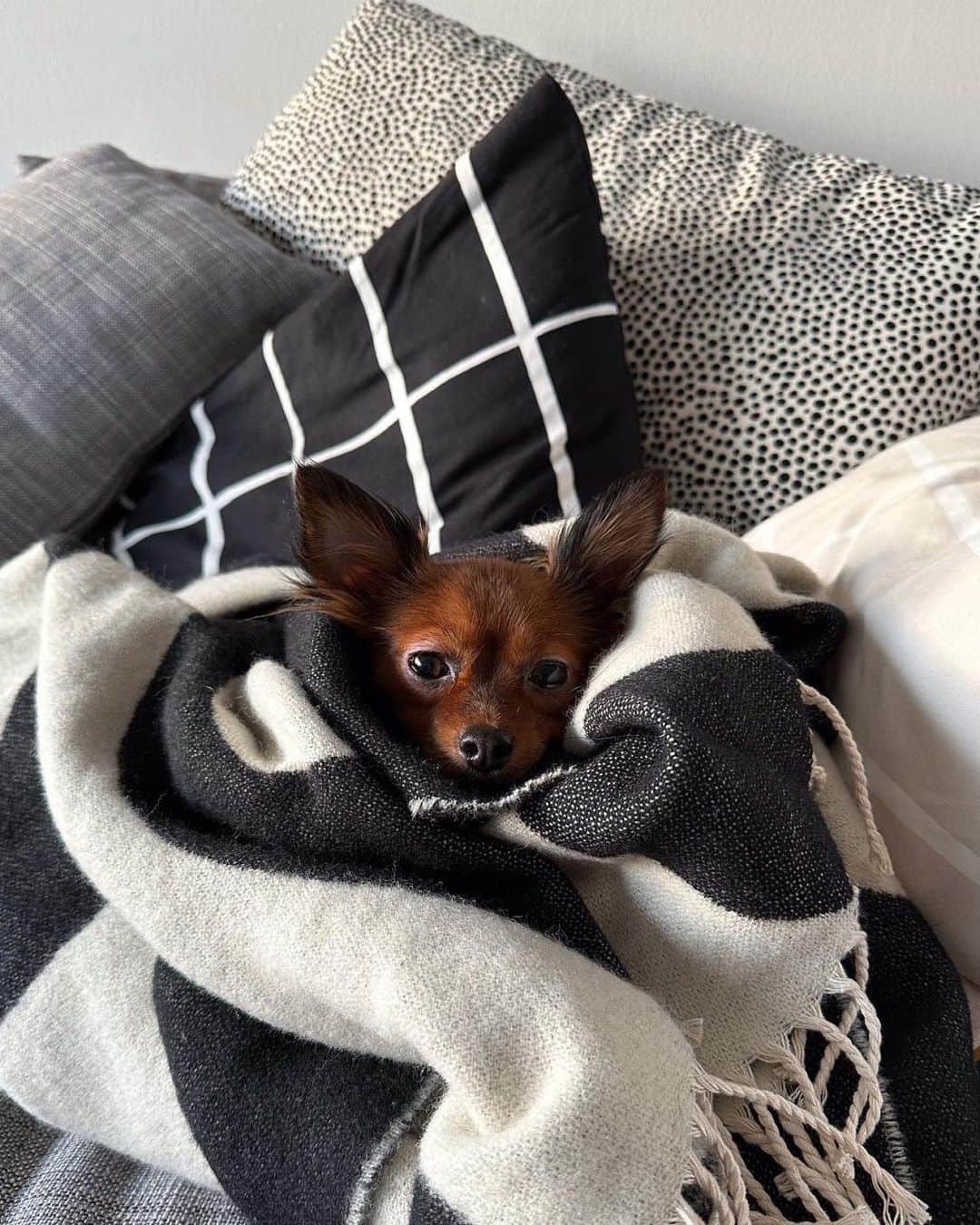マリメッコのインスタグラム：「Spot the pet. Your furry friends love a Sunday snuggle at home just as much as we do. 👉    Share yours with #marimekko and by tagging @marimekko.」