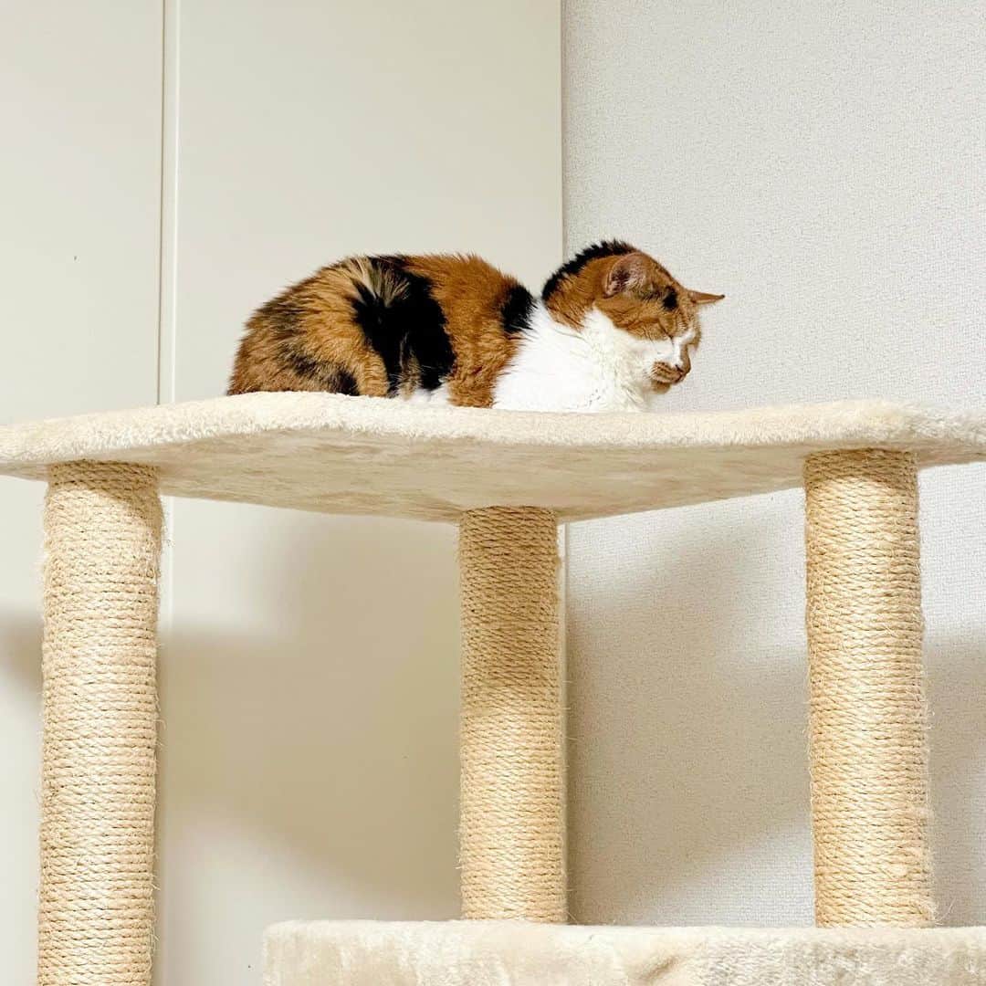 のインスタグラム：「今日は声を掛けるとシャーシャーばかりだったアヤメちゃん。 疲れたのかキャットタワーでウトウト。 この角度からみると黒い毛がモヒカンみたい。笑 #華やぐアヤメ #三毛猫 #猫 #ねこ #calico #cat #neko #catlovers #catstagram」