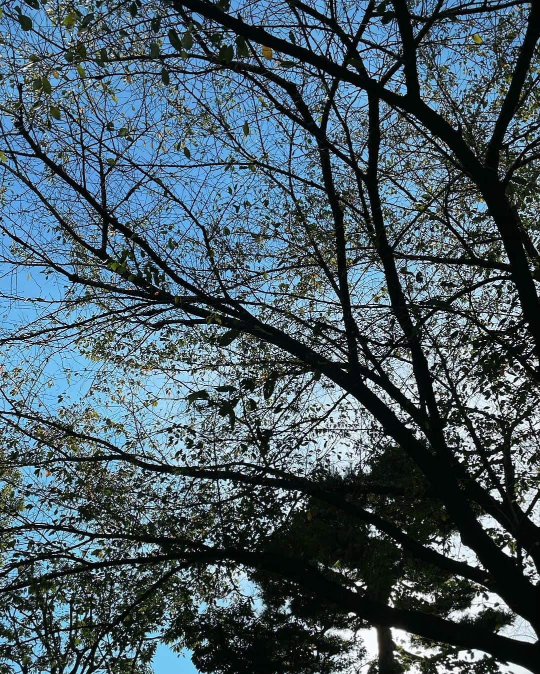 松島花さんのインスタグラム写真 - (松島花Instagram)「: テラスが気持ち良い季節🤓☕️ 日中、歩いてると暑いけど。 夕方からグッと寒くなる🍂 それにしても天気最高。 : 撮影あとにランチしました🍴 #ootd #outfit #hanaoutfit  #pradaarque #花私服」10月22日 17時10分 - hana_matsushima_official