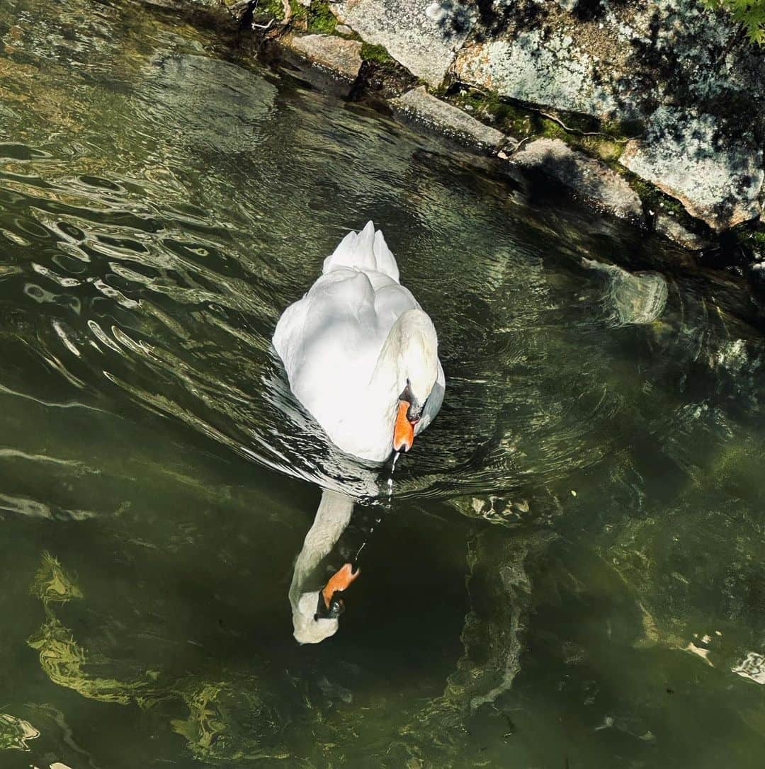 清水楓さんのインスタグラム写真 - (清水楓Instagram)「🖼️🎨🦢🪷🪵  大原美術館へ行きました  ポストカード２枚お土産に😵‍💫  #大原美術館  #辰野登恵子  #wassilykandinsky  #oharamuseumofart」10月22日 17時10分 - kaede_shimizu