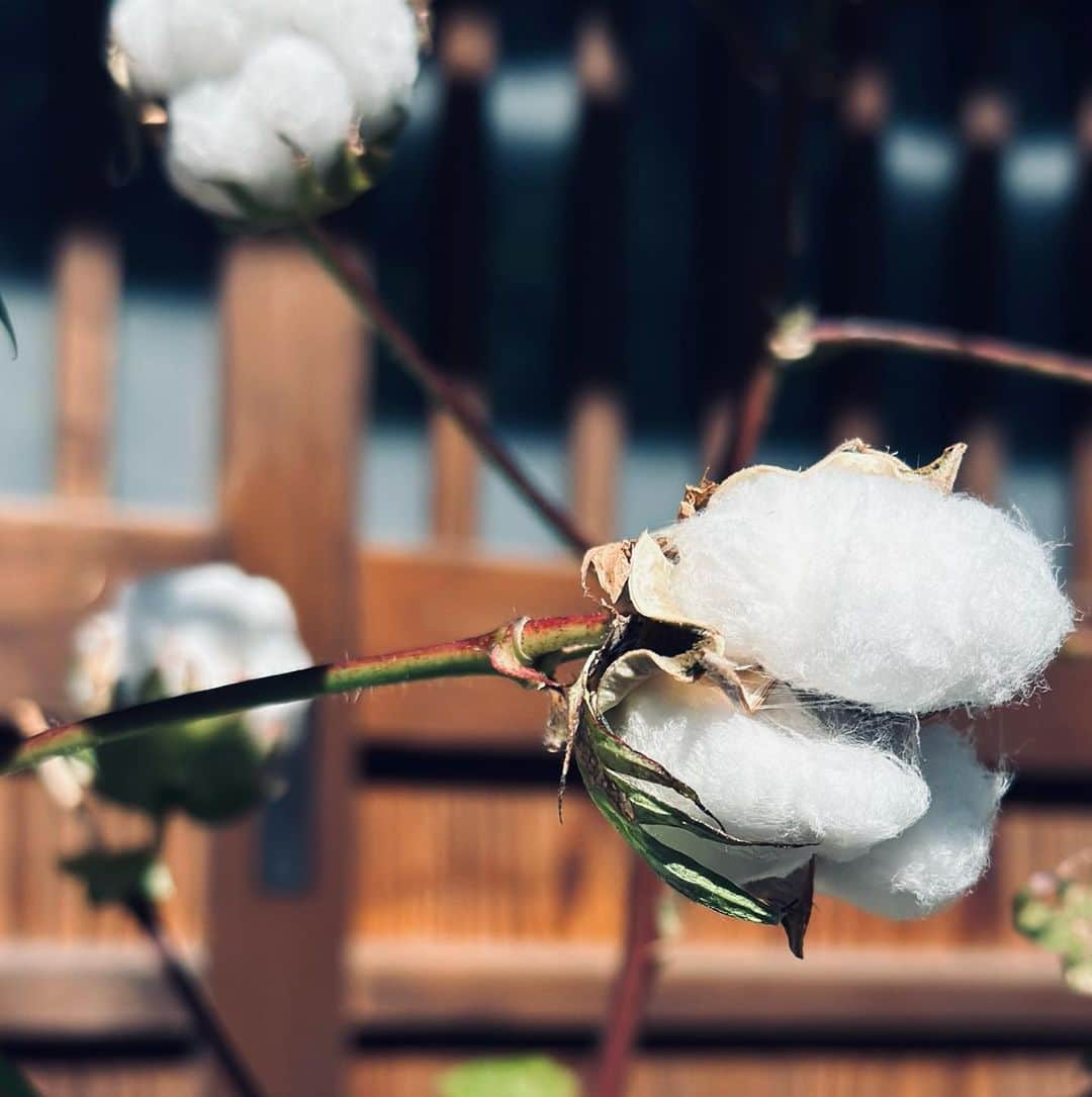 清水楓さんのインスタグラム写真 - (清水楓Instagram)「🖼️🎨🦢🪷🪵  大原美術館へ行きました  ポストカード２枚お土産に😵‍💫  #大原美術館  #辰野登恵子  #wassilykandinsky  #oharamuseumofart」10月22日 17時10分 - kaede_shimizu