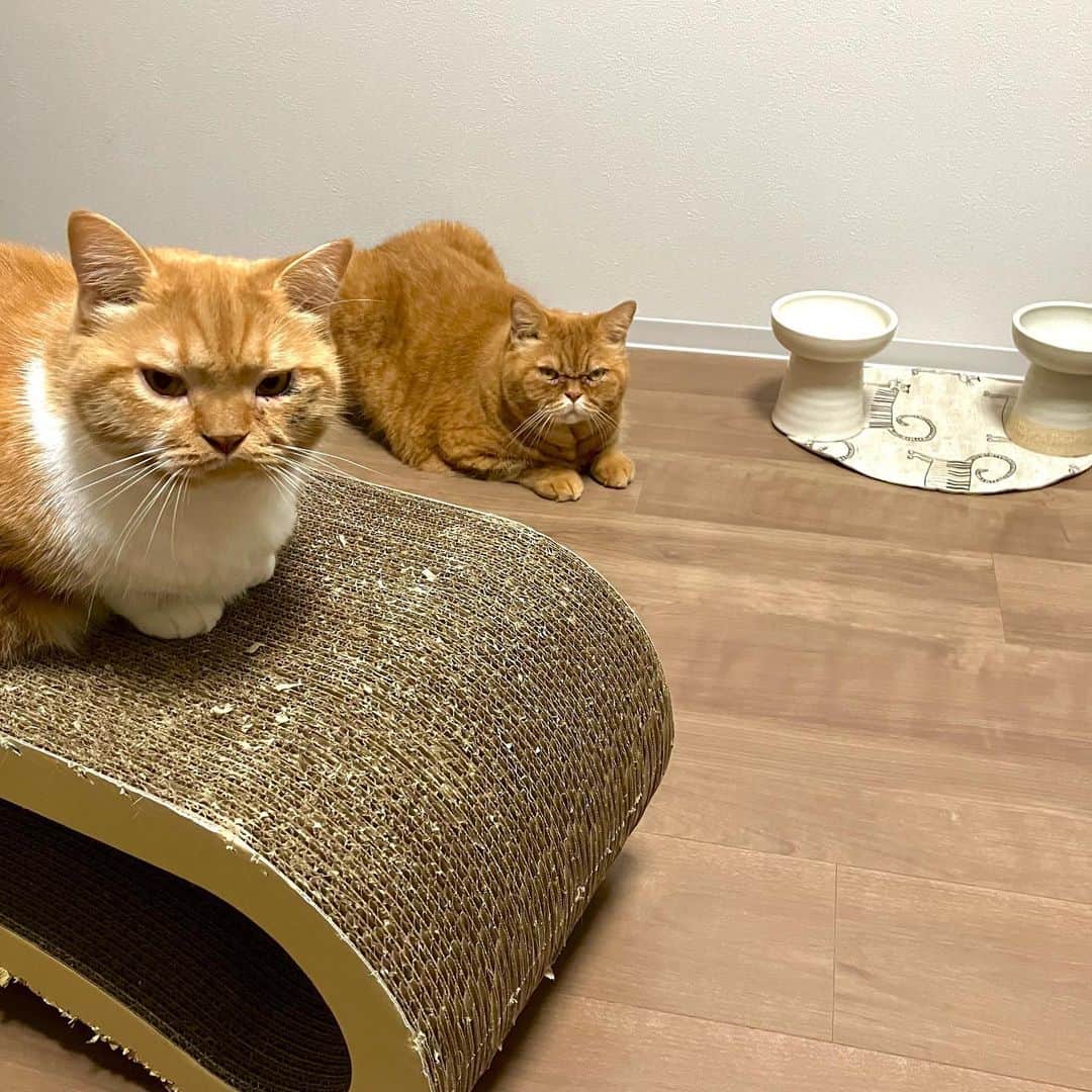 umeのインスタグラム