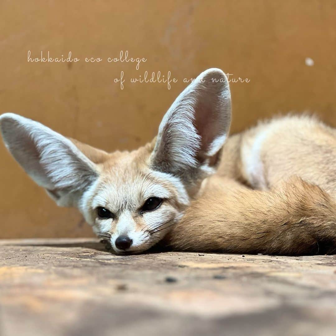 hokkaidoecoのインスタグラム：「ねむねむー💤  #北海道エコ  #動物  #専門学校 #動物好きな人と繋がりたい #フェネック #お休みのところ失礼します #たしか #いとごろう #だったと思うけど #ベル #もいるよ #かわいい #♥」