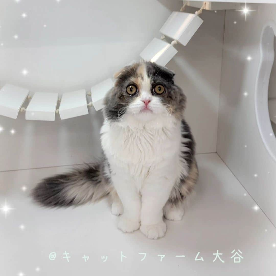 マンチカン(munchkin)キャットファーム大谷さんのインスタグラム写真 - (マンチカン(munchkin)キャットファーム大谷Instagram)「✨No.2568✨ とても美人さんになりましたにゃ❤️ 性格も良く甘えん坊さんでとてもおりこうさんですよ☺️  ﾟ+*:;;:*　*:;;:*+ﾟ　ﾟ+*:;;:*　*:;;:*+ﾟ  お店は、月・木曜日が定休日です。 現在、完全予約制になっておりますので ご来店される際はお店へお電話かメールにてご連絡くださいませ🙇‍♀️  お待ちしております🎵  ﾟ+*:;;:*　*:;;:*+ﾟ　ﾟ+*:;;:*　*:;;:*+ﾟ #キャットファーム大谷#まんちかん#マンチカン#サイベリアン#ネコ#こねこ#にゃんこ#猫ちゃん#ねこ部#ニャンスタグラム#猫#ねこ#子猫#モフモフ#モフモフねこ#ミヌエット#短足#ねこすたぐらむ#愛猫#かわいい#ふわもこ部#猫のいる暮らし#マンチカンブリーダー#ミヌエットブリーダー#cat#catsgram #catsofinstagram#instacat#picneko」10月22日 17時21分 - roytar222