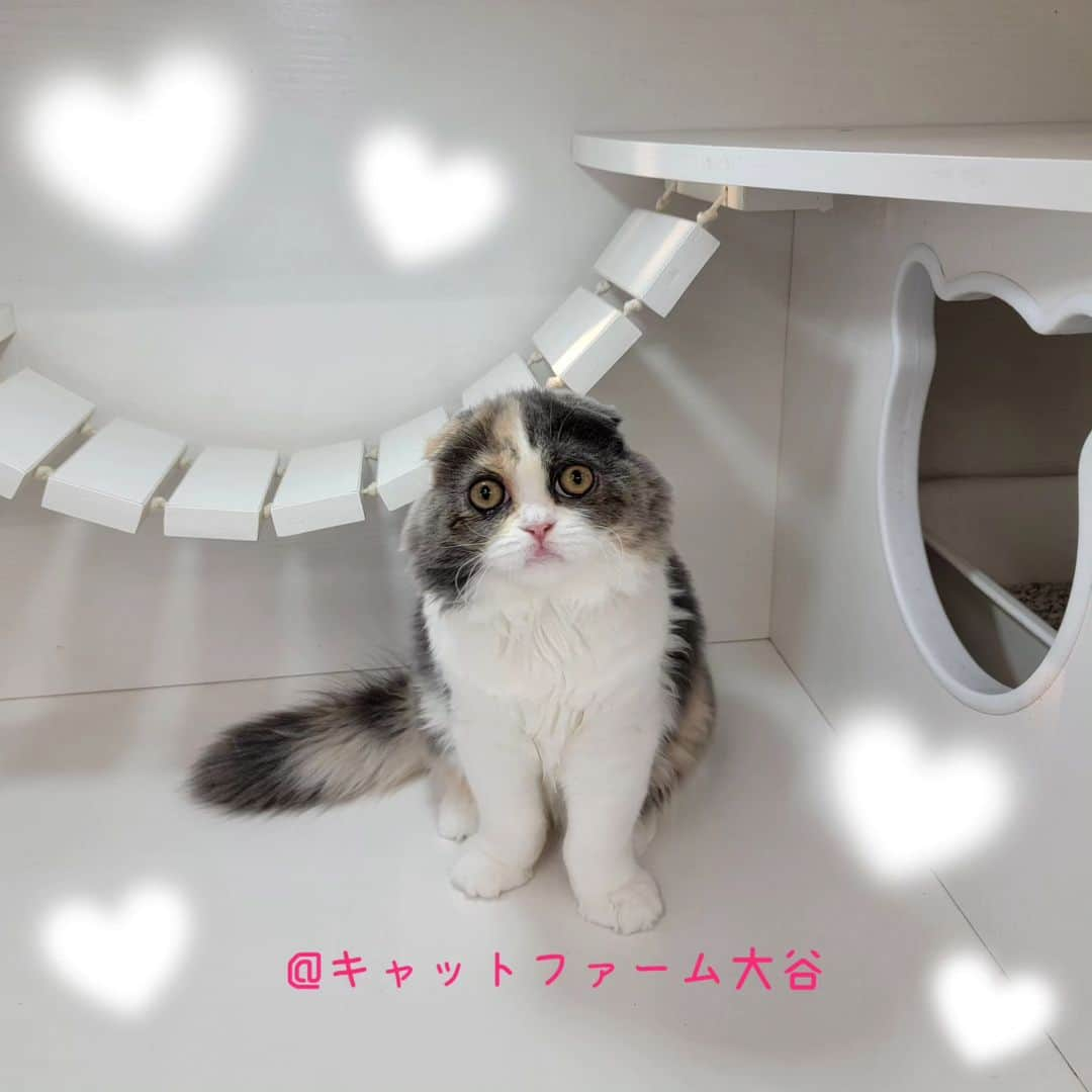 マンチカン(munchkin)キャットファーム大谷さんのインスタグラム写真 - (マンチカン(munchkin)キャットファーム大谷Instagram)「✨No.2568✨ とても美人さんになりましたにゃ❤️ 性格も良く甘えん坊さんでとてもおりこうさんですよ☺️  ﾟ+*:;;:*　*:;;:*+ﾟ　ﾟ+*:;;:*　*:;;:*+ﾟ  お店は、月・木曜日が定休日です。 現在、完全予約制になっておりますので ご来店される際はお店へお電話かメールにてご連絡くださいませ🙇‍♀️  お待ちしております🎵  ﾟ+*:;;:*　*:;;:*+ﾟ　ﾟ+*:;;:*　*:;;:*+ﾟ #キャットファーム大谷#まんちかん#マンチカン#サイベリアン#ネコ#こねこ#にゃんこ#猫ちゃん#ねこ部#ニャンスタグラム#猫#ねこ#子猫#モフモフ#モフモフねこ#ミヌエット#短足#ねこすたぐらむ#愛猫#かわいい#ふわもこ部#猫のいる暮らし#マンチカンブリーダー#ミヌエットブリーダー#cat#catsgram #catsofinstagram#instacat#picneko」10月22日 17時21分 - roytar222