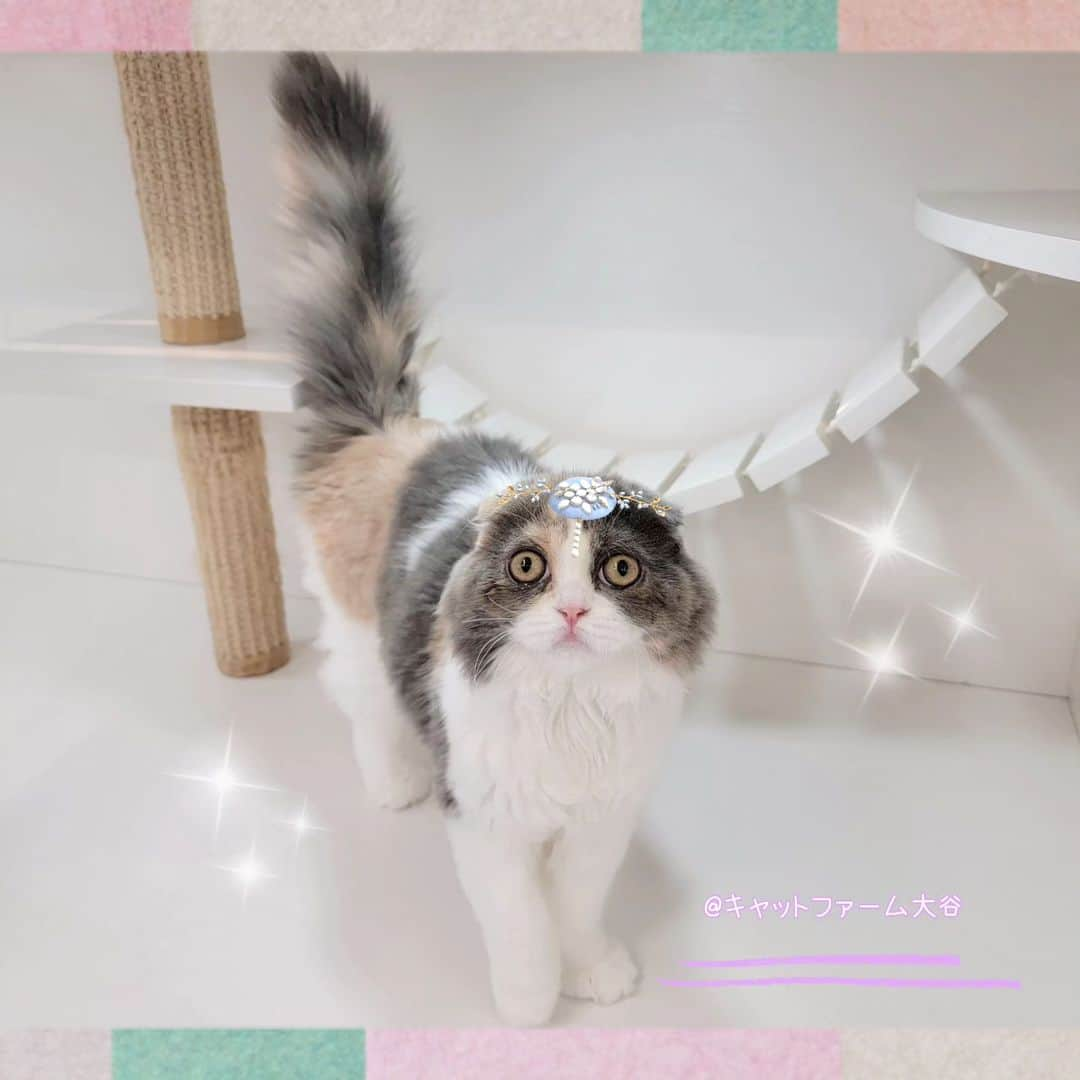 マンチカン(munchkin)キャットファーム大谷さんのインスタグラム写真 - (マンチカン(munchkin)キャットファーム大谷Instagram)「✨No.2568✨ とても美人さんになりましたにゃ❤️ 性格も良く甘えん坊さんでとてもおりこうさんですよ☺️  ﾟ+*:;;:*　*:;;:*+ﾟ　ﾟ+*:;;:*　*:;;:*+ﾟ  お店は、月・木曜日が定休日です。 現在、完全予約制になっておりますので ご来店される際はお店へお電話かメールにてご連絡くださいませ🙇‍♀️  お待ちしております🎵  ﾟ+*:;;:*　*:;;:*+ﾟ　ﾟ+*:;;:*　*:;;:*+ﾟ #キャットファーム大谷#まんちかん#マンチカン#サイベリアン#ネコ#こねこ#にゃんこ#猫ちゃん#ねこ部#ニャンスタグラム#猫#ねこ#子猫#モフモフ#モフモフねこ#ミヌエット#短足#ねこすたぐらむ#愛猫#かわいい#ふわもこ部#猫のいる暮らし#マンチカンブリーダー#ミヌエットブリーダー#cat#catsgram #catsofinstagram#instacat#picneko」10月22日 17時21分 - roytar222