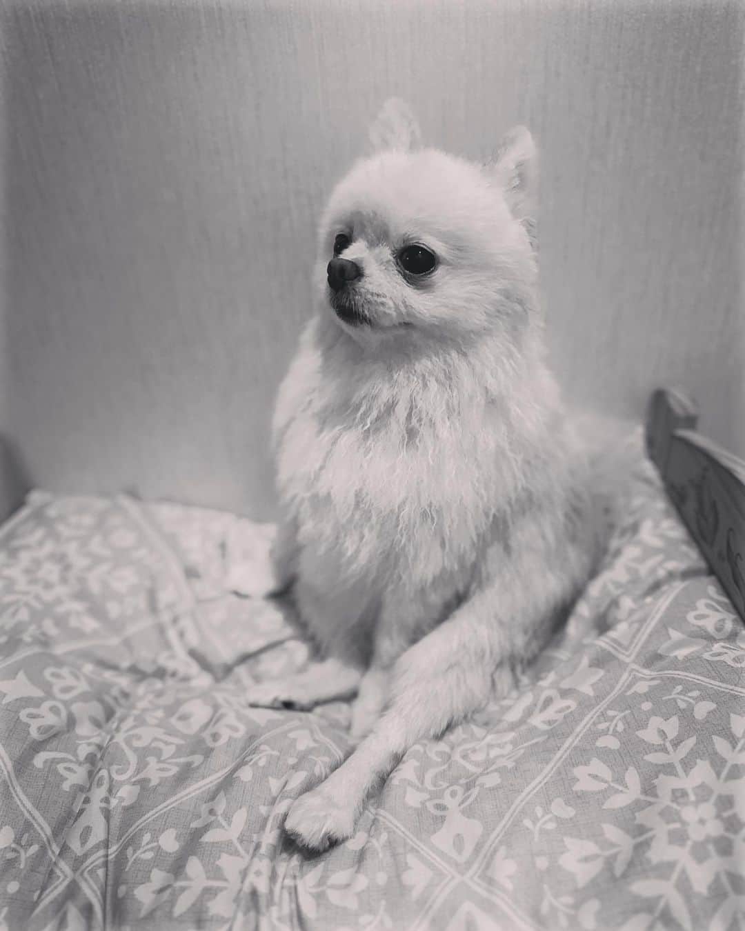 やしろ優さんのインスタグラム写真 - (やしろ優Instagram)「グライヌ  #こはな #ポメラニアン #5歳 #グラビア犬」10月22日 17時31分 - yashiroyuuuu