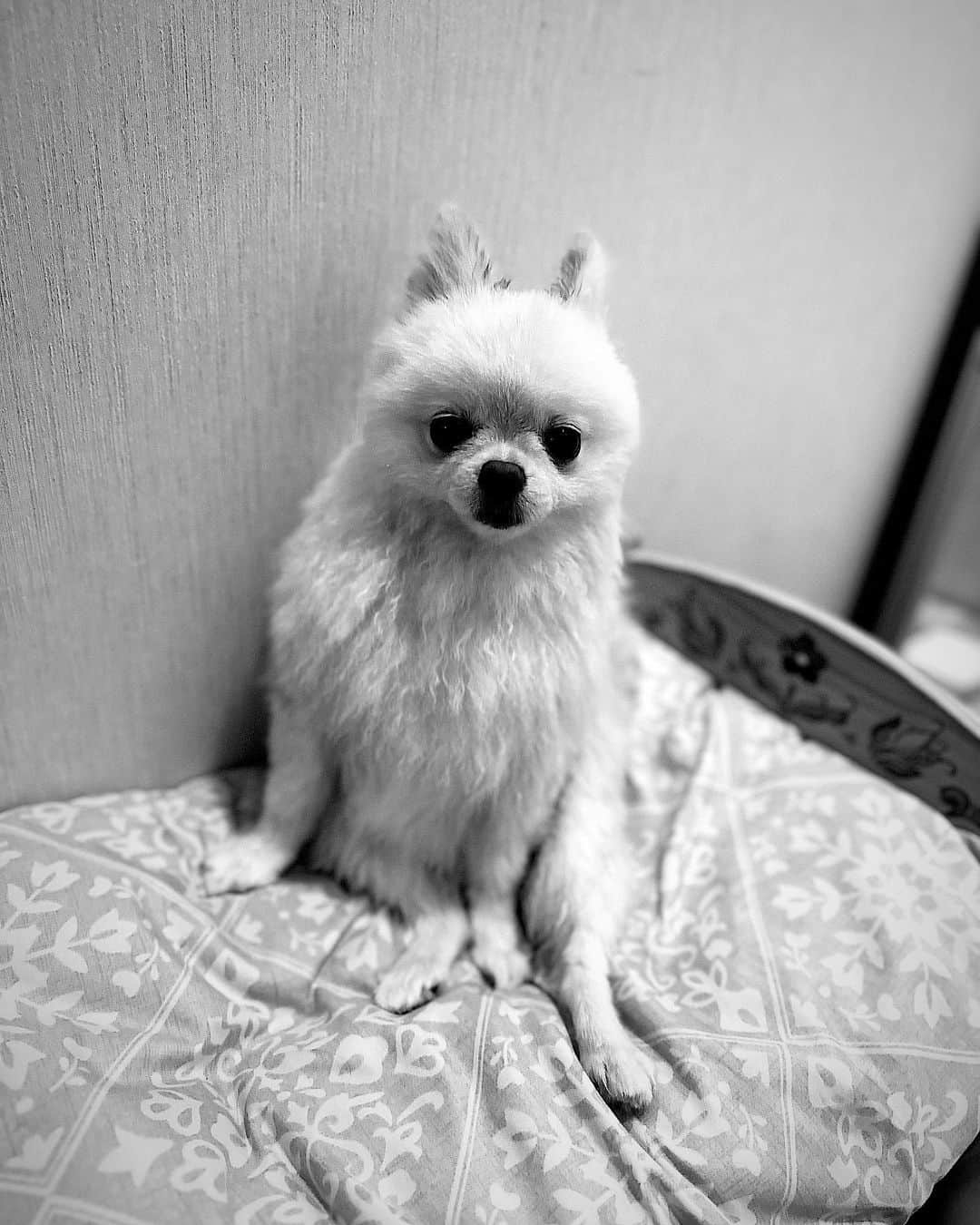 やしろ優さんのインスタグラム写真 - (やしろ優Instagram)「グライヌ  #こはな #ポメラニアン #5歳 #グラビア犬」10月22日 17時31分 - yashiroyuuuu