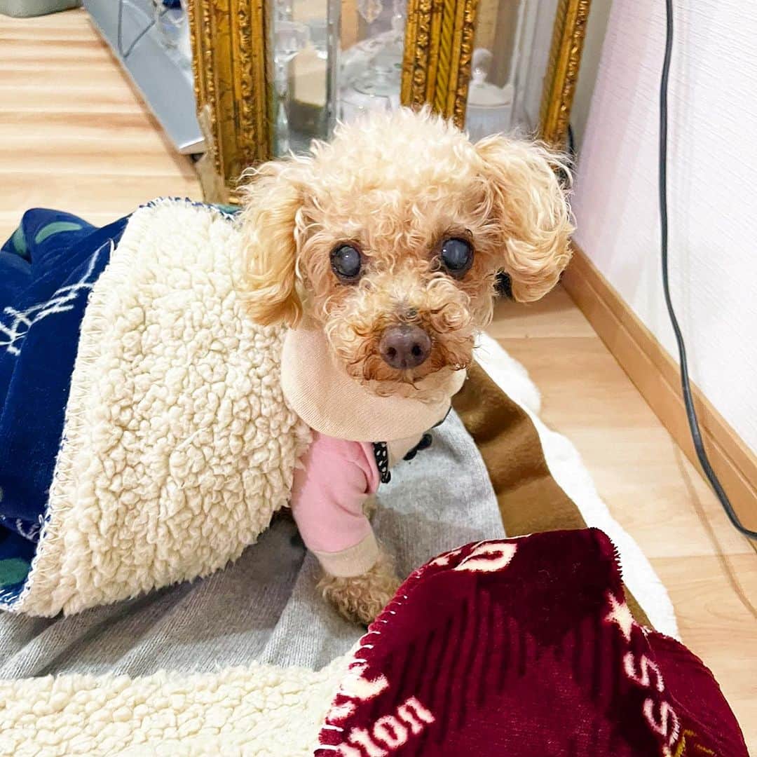 宮崎宣子さんのインスタグラム写真 - (宮崎宣子Instagram)「26歳の時から私のところにきてくれたリンちゃんが、 今朝天国へ旅立ちました。  もっともっと一緒にいたかったし、 側にいて欲しかったと、思い出しては涙がこぼれます。 一日中元気な頃の姿が目に浮かんでは泣いてしまいます。  最近は目も見えにくくなり、 耳も聞こえなくなっていましたが、 昨日までご飯も食べ、お散歩もできたそうです。  私が日テレ時代の一番忙しい時、大変な時を共に過ごし、 朝の番組にもゲストとして出演するほど賢く、 人の言葉を理解し、小さくても気が強く可愛いリンちゃんでした。  母からどうしてもリンを飼いたいと懇願されてからは、 10年間宮崎の大自然の中で過ごしていました。  子供が首が座ってから宮崎に帰ろうと思っていましたが、 間に合いませんでした。 最後に会いたかった…  私と母を支えてくれてありがとう  #りんちゃん #17歳9ヶ月  #ありがとう #かけがえのない存在  #愛犬 #天国へ旅立ちました  #トイプードル女の子」10月22日 17時48分 - miyazaki_nobuko