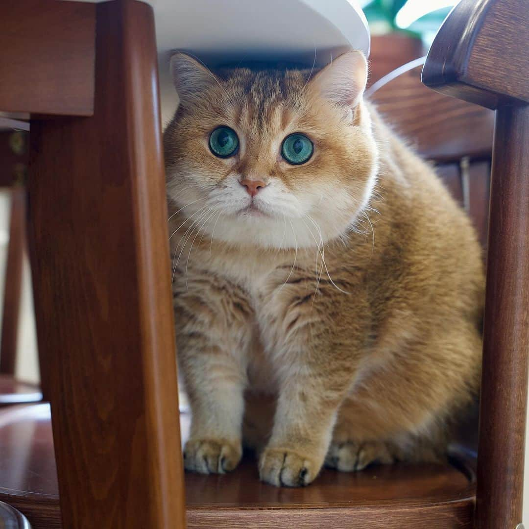 Hosicoさんのインスタグラム写真 - (HosicoInstagram)「I wonder what mommy is cooking there 🥘」10月22日 17時54分 - hosico_cat