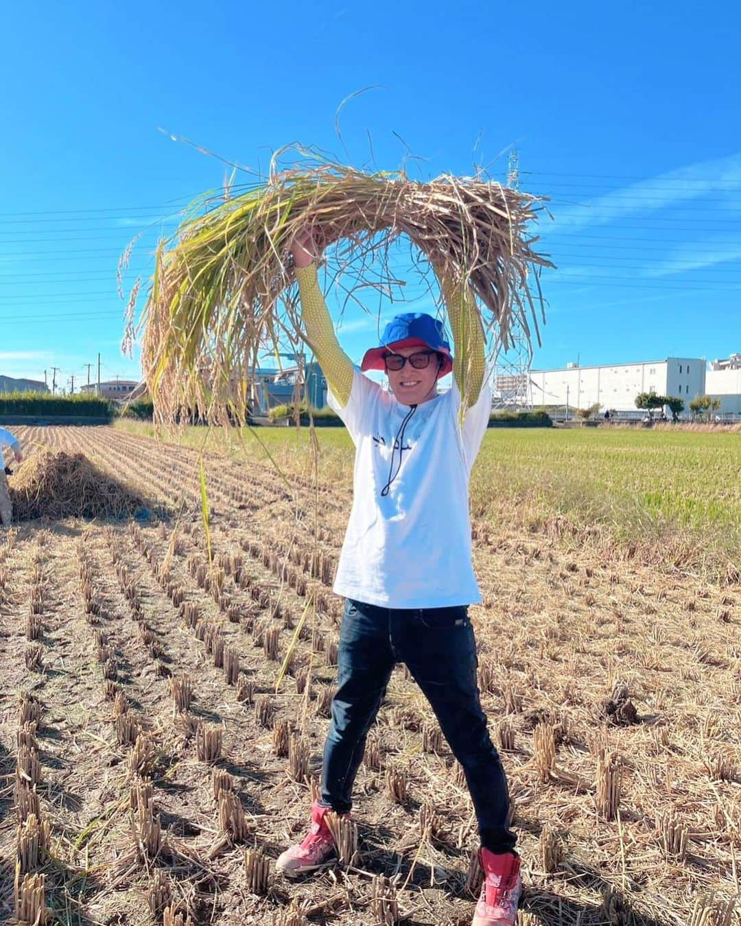 宮田麺児のインスタグラム：「素敵な　稲刈りの写真　撮れました また　追って連絡します  #稲刈り #山田錦 #雄町 #ゲリラ炊飯 #米」