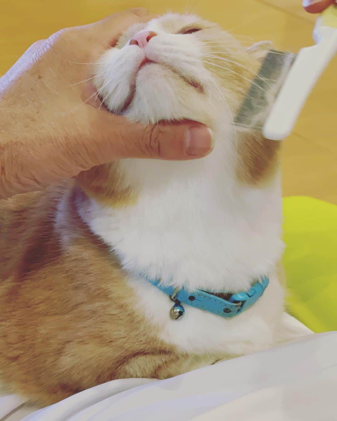 yuriyuri4mamaさんのインスタグラム写真 - (yuriyuri4mamaInstagram)「パパさんのゆるゆるブラッシングが大好きなまいる🩵  brushing time😻  #マンチカン#munchkin#まいるんち#まいる#ココ#ピアス#じゅじゅ#juju#茶トラ#猫 #love#lol#instagood#9gag#catstagram#cutecat#cutecats#cat_of_instagram#instacat#instacats#amazing#短足#pet#癒し」10月22日 18時02分 - yuriyuri4mama