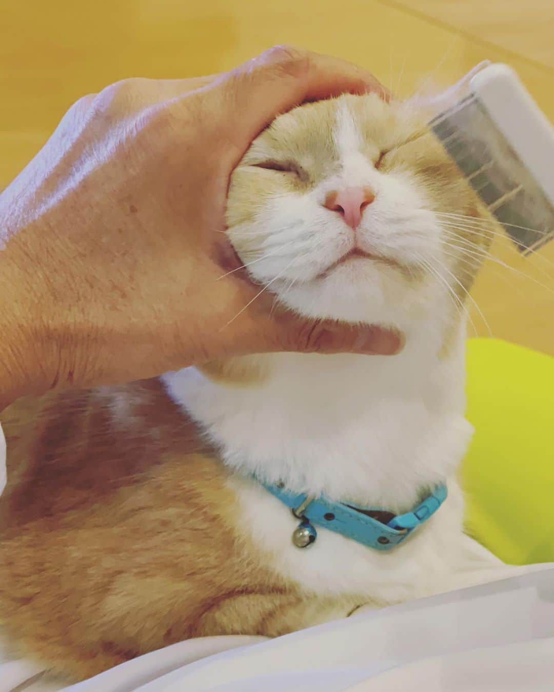 yuriyuri4mamaさんのインスタグラム写真 - (yuriyuri4mamaInstagram)「パパさんのゆるゆるブラッシングが大好きなまいる🩵  brushing time😻  #マンチカン#munchkin#まいるんち#まいる#ココ#ピアス#じゅじゅ#juju#茶トラ#猫 #love#lol#instagood#9gag#catstagram#cutecat#cutecats#cat_of_instagram#instacat#instacats#amazing#短足#pet#癒し」10月22日 18時02分 - yuriyuri4mama