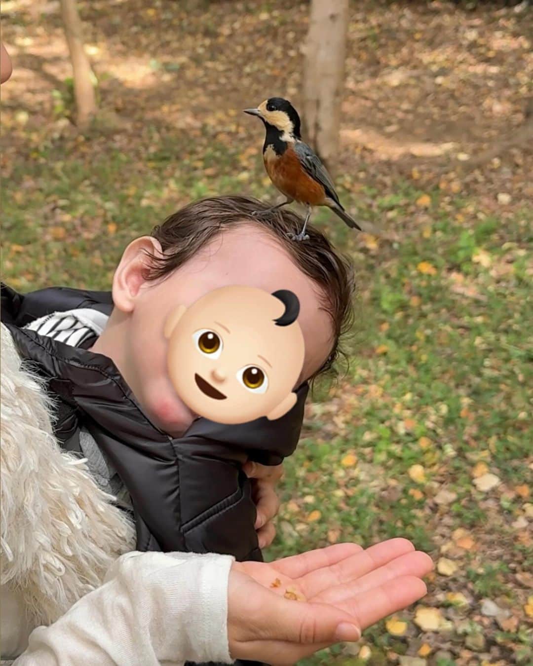 さんのインスタグラム写真 - (Instagram)「・ 朝から代々木公園へ。 寒かったので  @babybjorn の抱っこ紐用のウィンターカバーをつけたら気持ちよさそうに寝てました👶🏻  歩いていたらおじさまが鳥に餌をあげてて「もう行くから！」と餌やりをバトンタッチ！  全然警戒せずかわいい🥺💕 冬に向けて餌を隠しているそうで、何回も往復していました👏🏻  プチべべは寝起きで頭に鳥がとまってることに気づかず😂 すごい楽しい朝でした♥  10月25日12時からは @babybjorn のインスタでこちらのウィンターカバーのインスタライブがあるので、詳細はそちらでチェックしてみてください✨  #babybjorn #babycarrier #抱っこ紐 #ベビービョルン #抱っこ紐用ウィンターカバー #ベビーグッズ #ベビーキャリア」10月22日 18時15分 - natsukoakahani