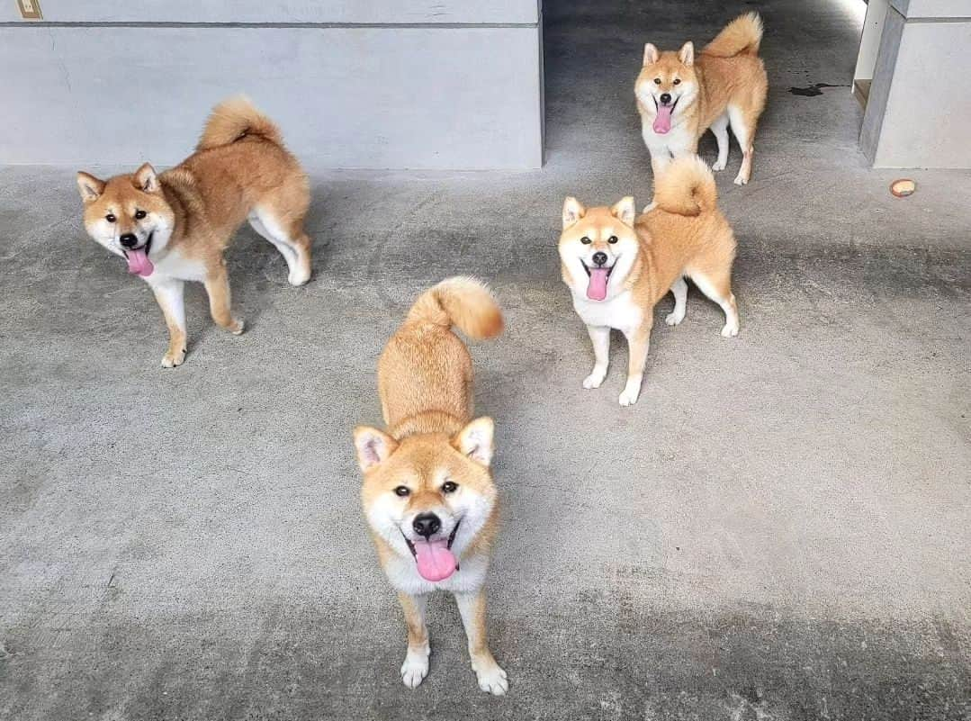 柴犬たま Shibainu Tamaのインスタグラム