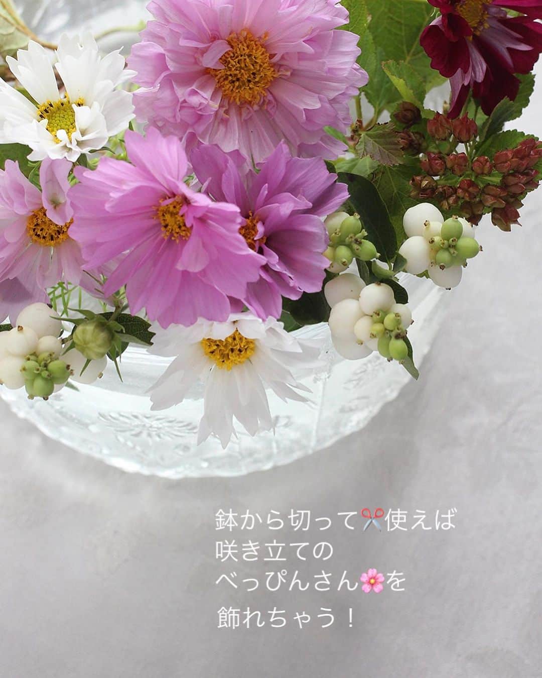 雑誌『花時間』さんのインスタグラム写真 - (雑誌『花時間』Instagram)「そろそろ、切り花コスモスはおしまい😢　どうしても飾りたくなったら、いい方法があります。  花時間（@hanajikan_magazine）です。  それは、鉢ものから切って使うこと！  じつは、先日、コスモスを飾ろうとヤル気満々（笑）でお花屋さんへ出かけたものの、当てが外れてしょんぼり…。  ふと目に入ったのが鉢ものの、とってもきれいなコスモス🌸でした。  もちろん即買い！  そして、買ってから、これはお徳🉐だったと実感したんです。  そう、育てる楽しみがあるってことがひとつ。  そして、咲いたばかりのいちばんきれいな花を飾れますよね！  鈍感な私は、飾ってみてはじめて、実感しました。  写真を拡大して見てみて。  花びらにシミ、シワはゼロ。花芯も生まれたてだから、とーーってもきれいなんです。  ちなみに、私が買ったコスモスは、ひと鉢700円也👛　すんごくお買い物上手になった気分です（笑）  オススメですよー！  では、本日もお疲れさまでした🍵  明日も元気smile😊😊😊で頑張りましょう！ byピーターパン  【花時間ニュース】 💜『花時間マルシェ』発、花の定期便が大好評🥰　世界でここだけのバラと旬花が届く嬉しいサービスです💕  💜『花時間』の2024年カレンダー、大好評発売中！  💜『花時間2023秋』〈花屋さんへ行こう〉大好評発売中！  💜『花と短歌でめぐる 二十四節気 花のこよみ』大好評発売中  すべて @hanajikan_magazine のプロフィールのリンクから飛べます✈️  『花時間』本誌や書籍は全国の書店、ネット書店でも発売中✨  #花時間  #コスモス #コスモスが好き #cosmosflower  #フラワーアレンジ #花が好き #花が好きな人と繋がりたい  #花を飾る  #花を飾る生活 #花屋さんへ行こう」10月22日 18時36分 - hanajikan_magazine
