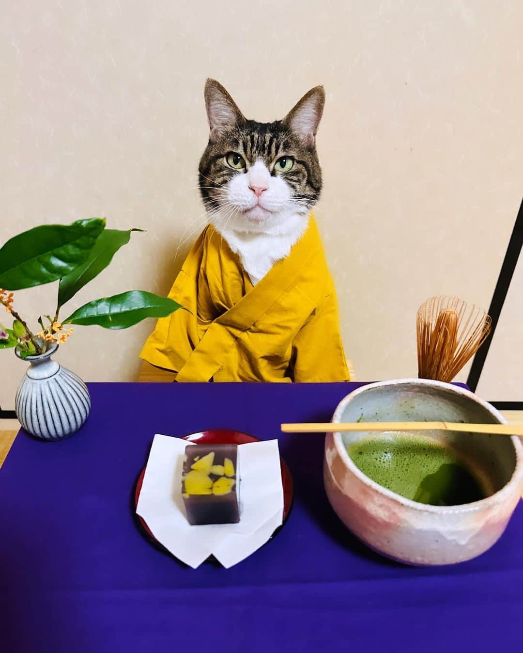 マロさんのインスタグラム写真 - (マロInstagram)「🌰秋の和菓子〜Japanese sweets〜🍁 ✴︎ いつもコメントありがとうございます😸🙏💕 全て拝見しています🐾 ✴︎ Thank you for your kind comments😸🙏💕 ✴︎ #cat#cats#catsofinstagram#sweetcatclub#😻 #japanesesweets#japaneseculture#ねこ#ねこ部 #猫#秋#和菓子#金木犀#ホトトギス#猫のいる生活  #猫のいる暮らし#保護猫#生菓子」10月22日 18時49分 - rinne172