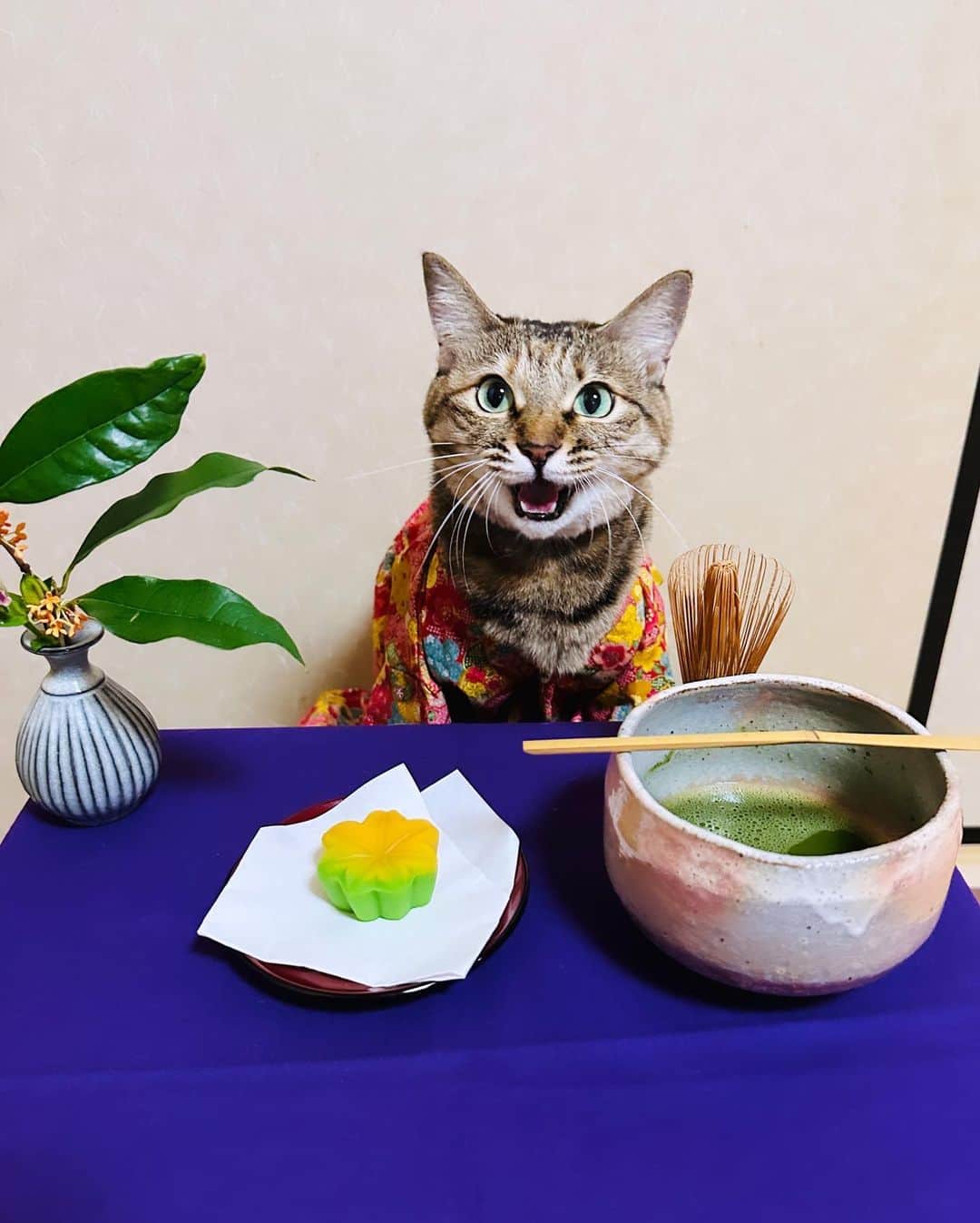 マロさんのインスタグラム写真 - (マロInstagram)「🌰秋の和菓子〜Japanese sweets〜🍁 ✴︎ いつもコメントありがとうございます😸🙏💕 全て拝見しています🐾 ✴︎ Thank you for your kind comments😸🙏💕 ✴︎ #cat#cats#catsofinstagram#sweetcatclub#😻 #japanesesweets#japaneseculture#ねこ#ねこ部 #猫#秋#和菓子#金木犀#ホトトギス#猫のいる生活  #猫のいる暮らし#保護猫#生菓子」10月22日 18時49分 - rinne172