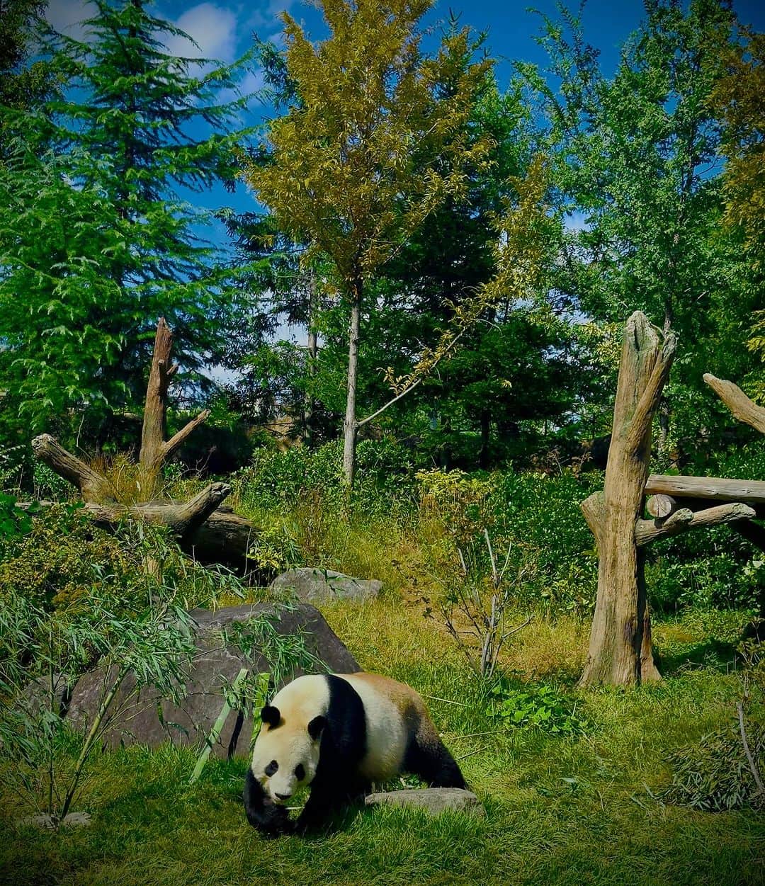 蜷川実花さんのインスタグラム写真 - (蜷川実花Instagram)「息子と上野動物園へ！ 楽しかったー！！ ハシビロコウ❤️なんかスカしててかわいい。 久しぶりに🐼もみれた。 お昼寝シロクマ🐻‍❄️さんも😀 るん」10月22日 18時56分 - ninagawamika