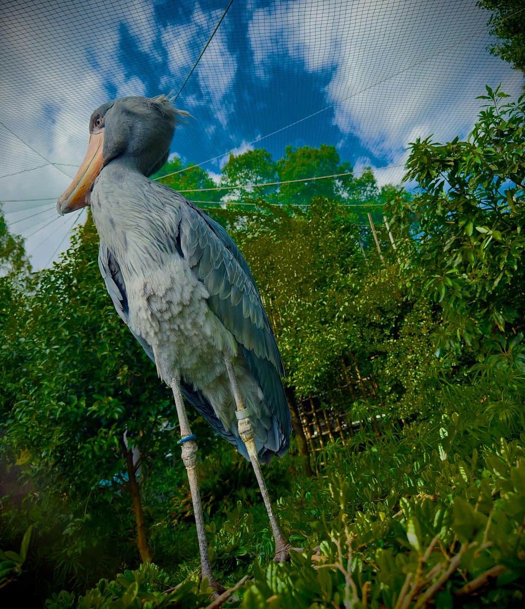 蜷川実花のインスタグラム：「息子と上野動物園へ！ 楽しかったー！！ ハシビロコウ❤️なんかスカしててかわいい。 久しぶりに🐼もみれた。 お昼寝シロクマ🐻‍❄️さんも😀 るん」