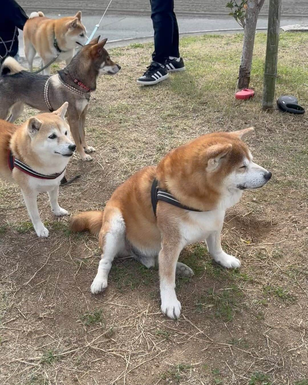 shibainu berryのインスタグラム