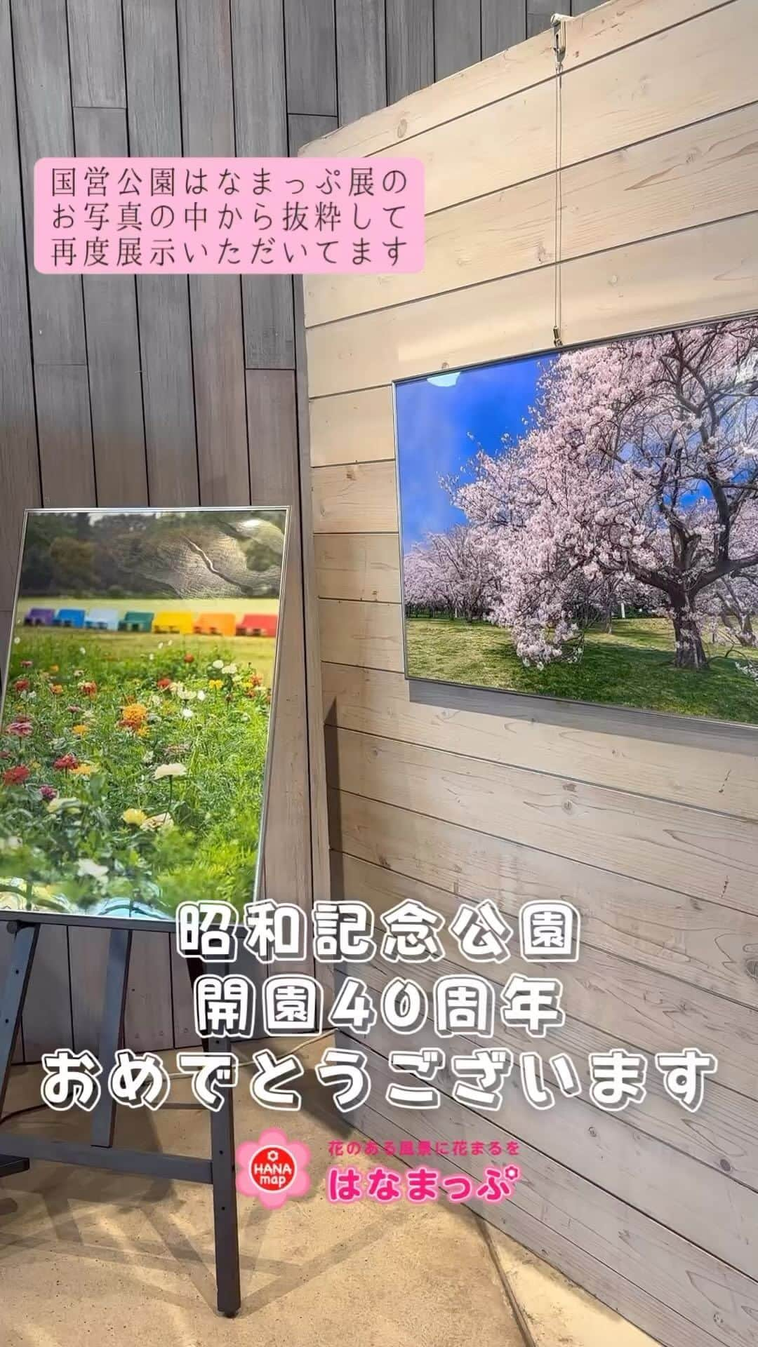 はなまっぷ❁日本の花風景のインスタグラム：「国営昭和記念公園 ４０周年記念展  ～４０年のあゆみとこれから～  10/29(日)まで、 昭和記念公園　花みどり文化センターにて 40周年の記念展示が開催されています。 はなまっぷとして記念展に出展させていただくことになりました。  展示スペースの一角に 国営公園はなまっぷ展の5回分の展示作品から 一部の作品となりますが再度飾っていただきました。  この度は、開園40周年をお迎えになり、心よりお祝い申し上げます。 これからも人々に愛され続ける憩いの場として、ますますのご繁栄を祈念しております。  今回改めて展示させていただいた出展者さまです。 素敵なお写真をありがとうございました。  chitose.ism  @hide8p  @hirot ir3kau @jinsunsun  @k_ photo242424 @masato.kudo @meifa lOvOl  @mika05011972 @nao _pooh85 @nav phos @oboh0202 @pure_photomagic @ring_ring_time @ryovu @shun.photography_  @traveler sui @yossan555 @hmp.420」