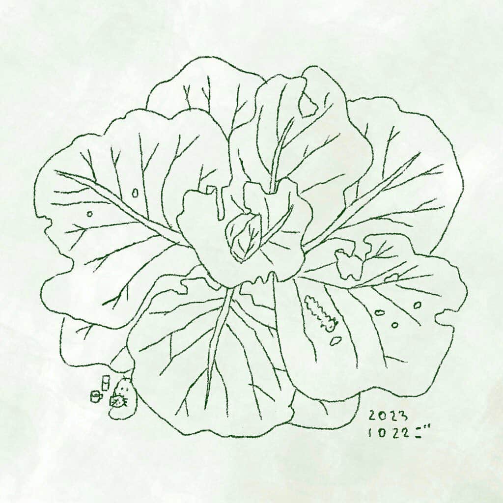 のインスタグラム：「育てているキャベツに虫がいた。 #週末スケッチ　#らくがき生活　#sketch  #weekendsketch」