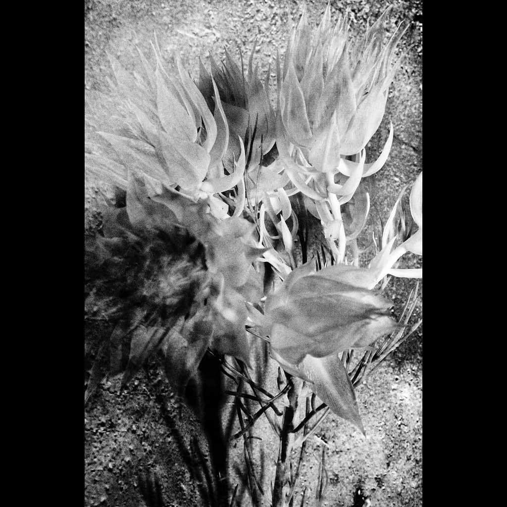 Tatsuo Suzukiのインスタグラム：「Flowers」