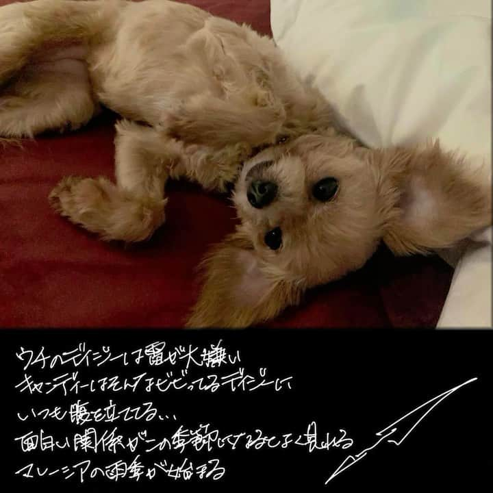 GACKTのインスタグラム：「★  My Daisy hates thunder  And Candy is always mad at her for being so scared…  That interesting relationship they have, often shows up at this time of the year  Malaysia's rainy season begins    #GACKT #ガク言 #mindset  #Rain  #dog」